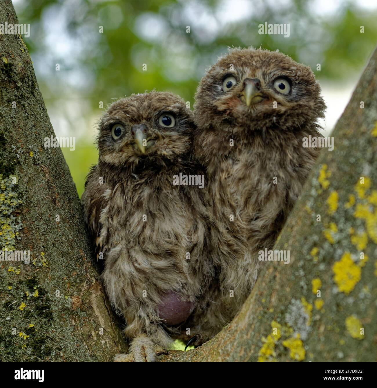 Kleine Eule. (Athene noctua) zwei flügge in der Gabel eines Baumes. Stockfoto