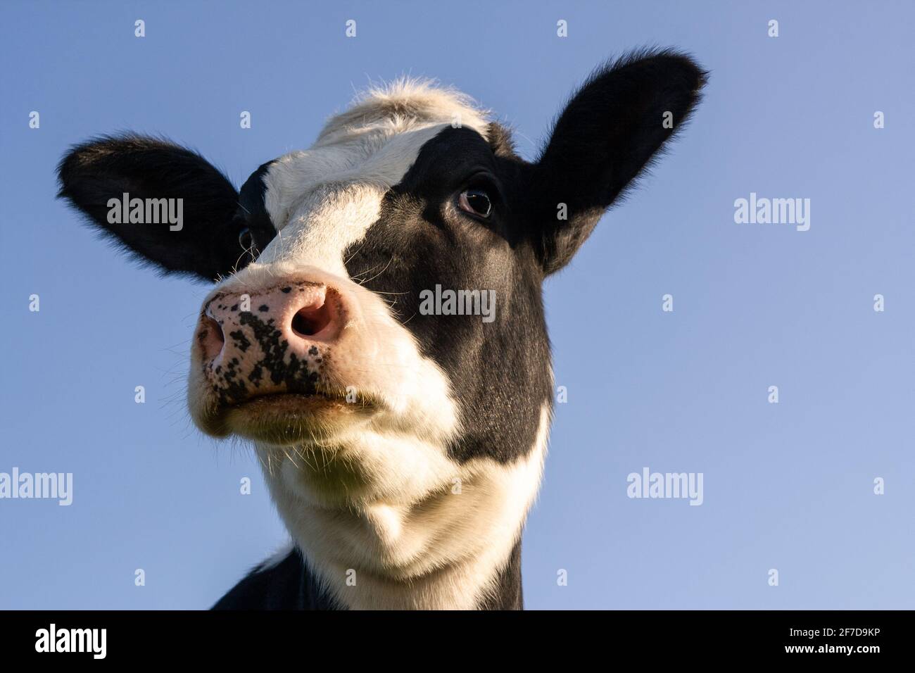 Holstein-Kuhporträt auf blauem Hintergrund Stockfoto