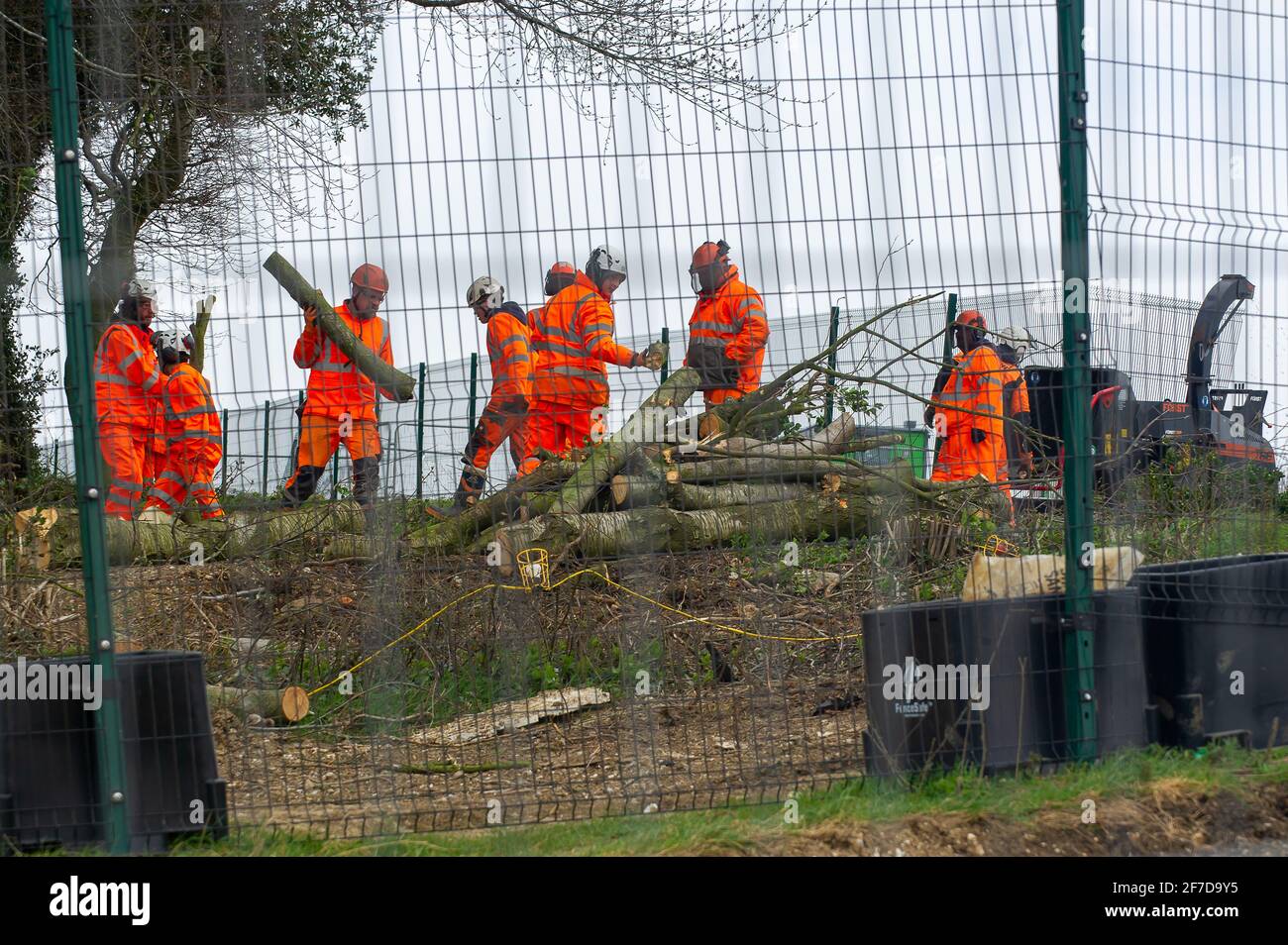 Aylesbury Valle, Großbritannien. April 2021. HS2 haben heute damit begonnen, den beliebten Jones Hill Wood zu Fällen und haben heute Baumglieder und alle ihre Bewohner direkt durch Holzhackschnitzel gepflanzt. Der lokale Kinderautor Roald Dahl soll sich beim Spaziergang durch diesen uralten Wald für den Kinderroman, den fantastischen Mr. Fox, inspirieren lassen. Umweltschützer sind wütend, dass Natural England die Lizenz an HS2 gewährt haben, um den Wald zu fallen, obwohl es seltene Barbaren Fledermäuse gibt, die im Wald leben. Die umstrittene und massiv über Budget-Hochgeschwindigkeitsstrecke 2 von London nach BIRM Stockfoto