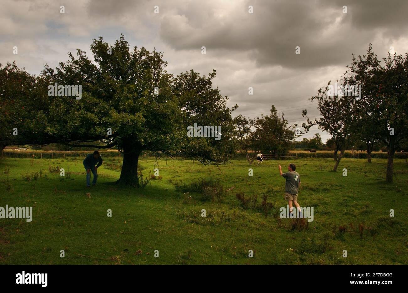 DAVE MATTHEWS INSPIZIERT PERRY BIRNEN AUF LITTLE CROSS FARM, SOUTH WALES,28/8/04 PILSTON Stockfoto