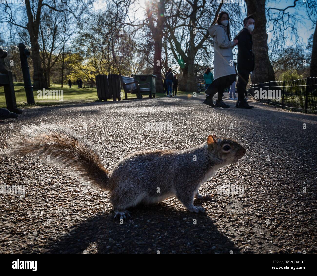 Ein Eichhörnchen in einer urbanen Szene mit Touristen in der Nähe. Stockfoto Ein Eichhörnchen in einer urbanen Szene mit Touristen in der Nähe. Stockfoto