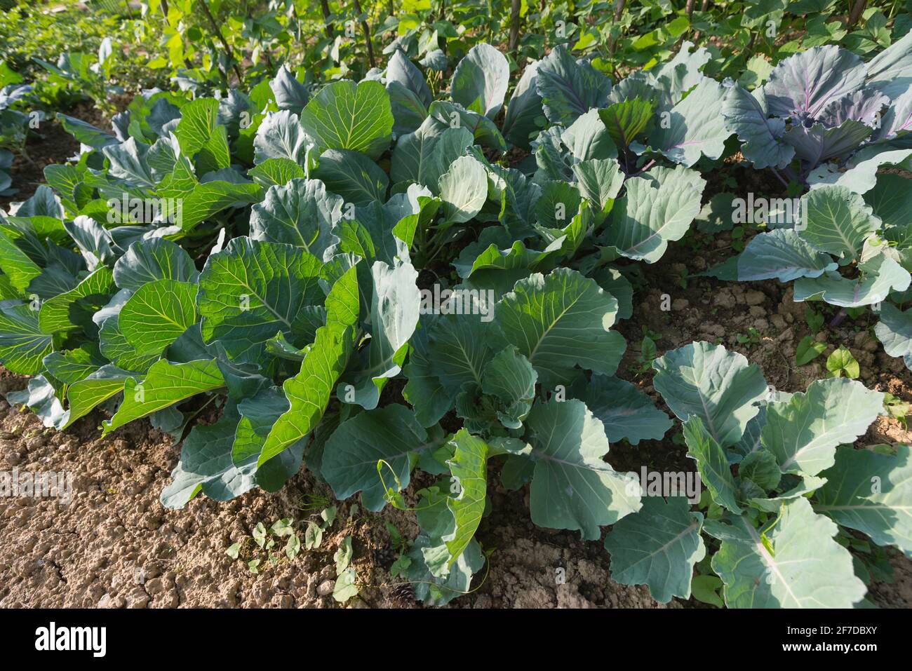 Frische junge Köpfe aus Grünkohl (Brassica oleracea) mit vielen Blättern, die auf dem hausgemachten Gartengrundstück wachsen. Biologischer Anbau, gesunde Ernährung, Bio Viand Stockfoto