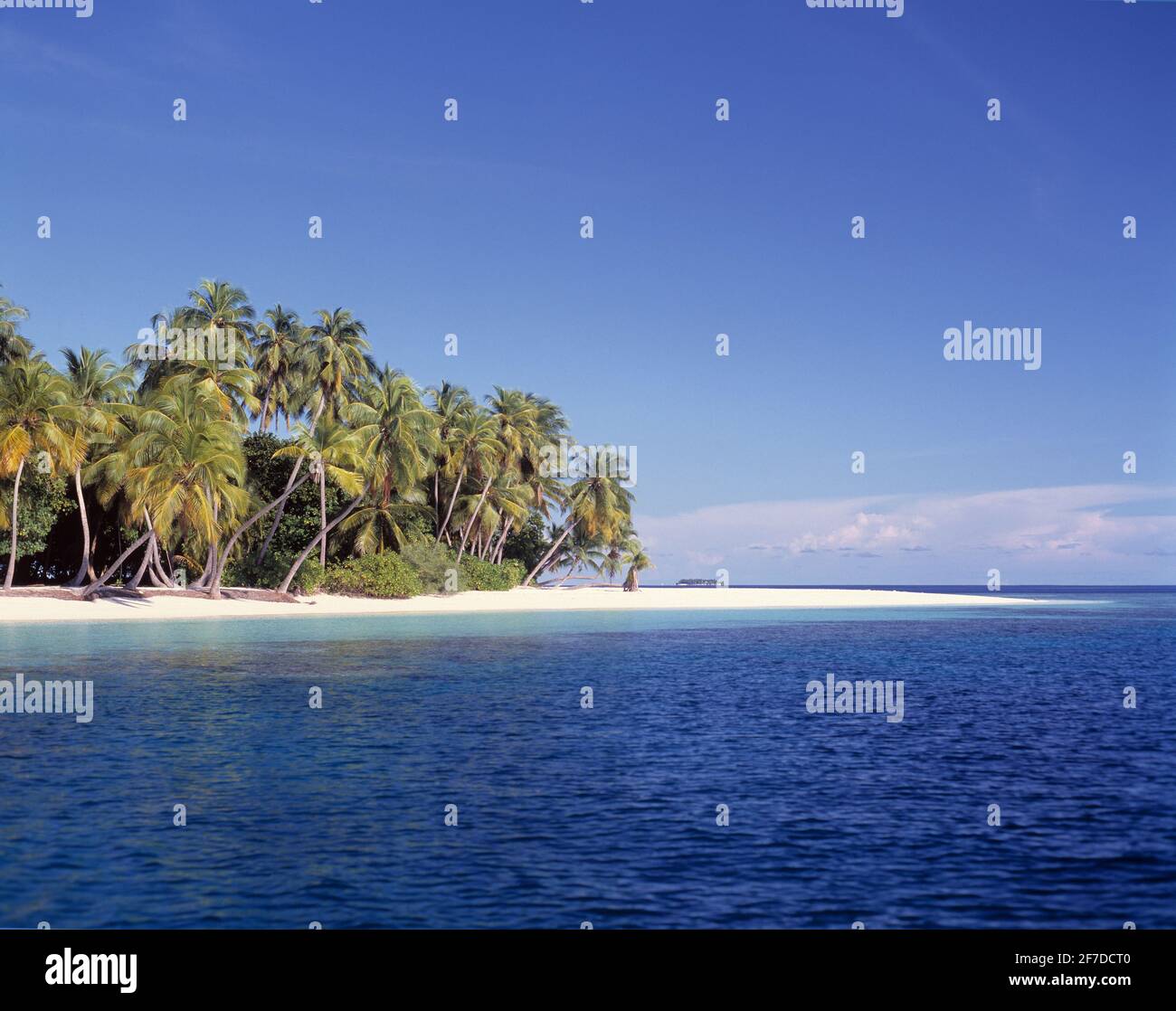 Malediven. Kuda Bandos Island. Strandszene mit Kokospalmen. Stockfoto