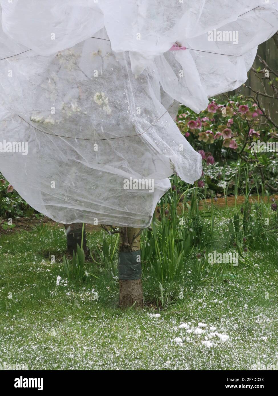 April 2021: Obstbäume werden in einem englischen Garten in Gartenvlies eingewickelt, um die Blüte in einem plötzlichen Kälteeinbruch zu schützen. Stockfoto