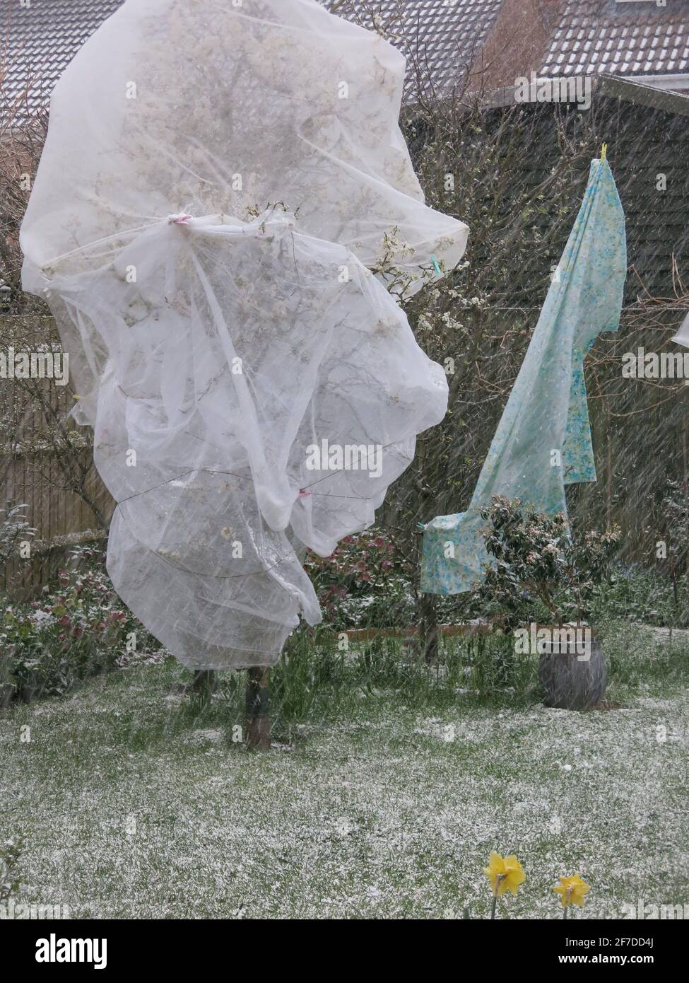 Schauern im April: Nachdem wir die Wettervorhersage für Schnee, Schnee und Schnee gehört hatten, versuchten wir, die Blüte auf den Obstbäumen mit Gartenvlies zu schützen Stockfoto