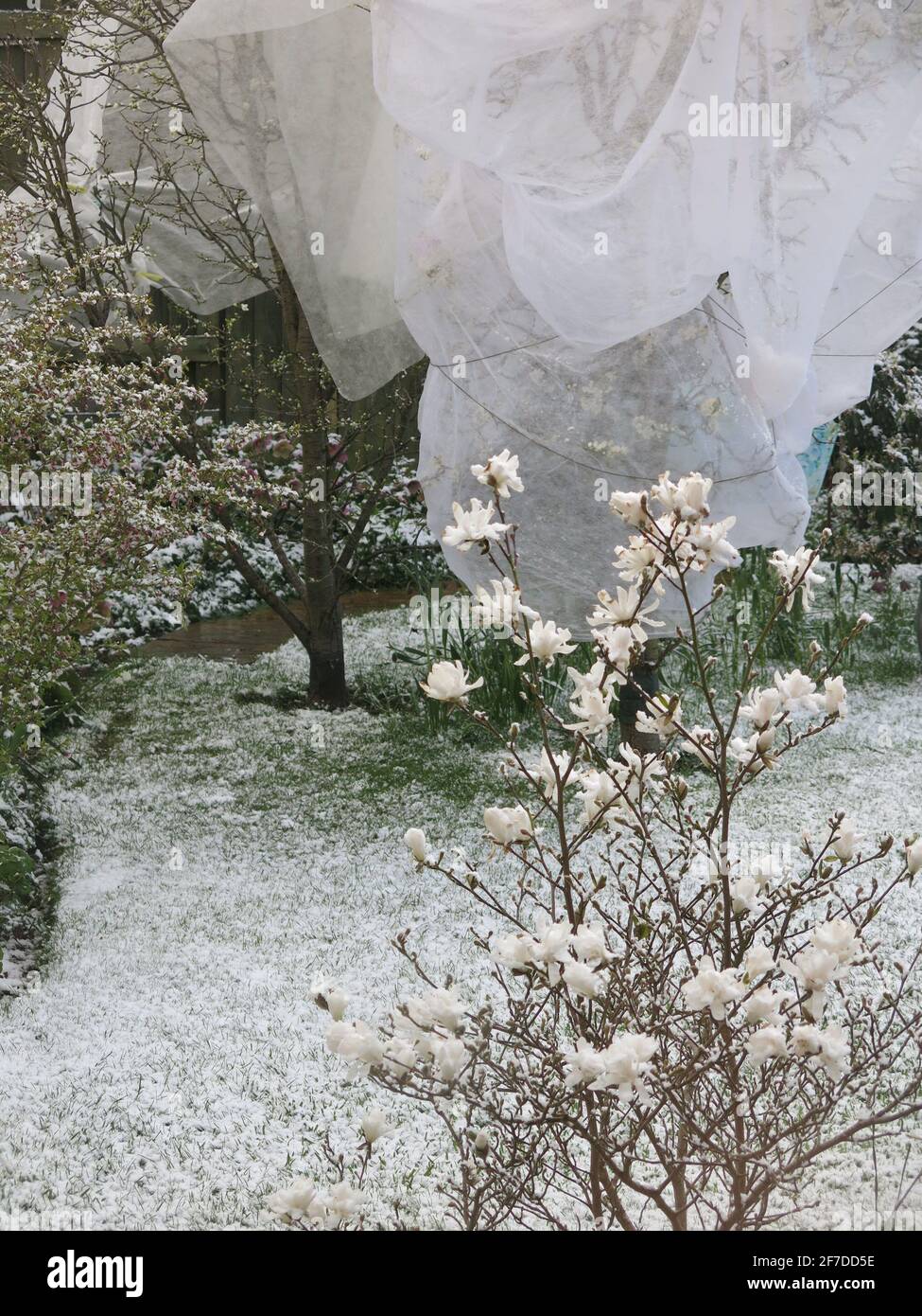 Schauern im April: Nachdem wir die Wettervorhersage für Schnee, Schnee und Schnee gehört hatten, versuchten wir, die Blüte auf den Obstbäumen mit Gartenvlies zu schützen Stockfoto