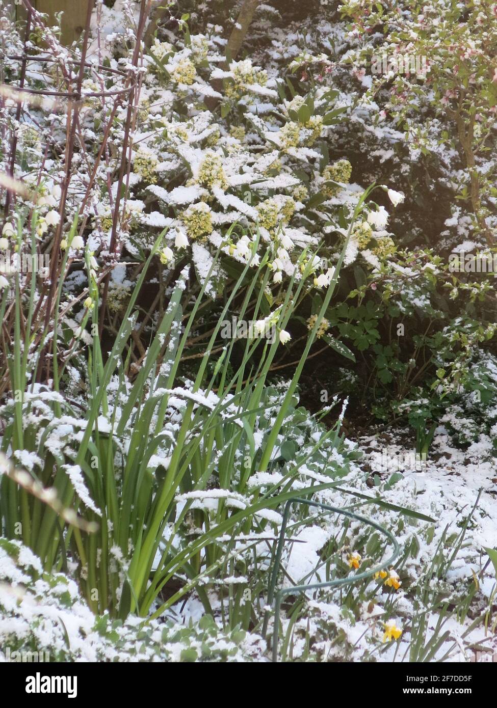 Ein leichter Schneestauben bedeckt die Sträucher und glockenförmigen Blüten von leucojum (Schneeflocken) am Rand eines englischen Gartens im April 2021. Stockfoto