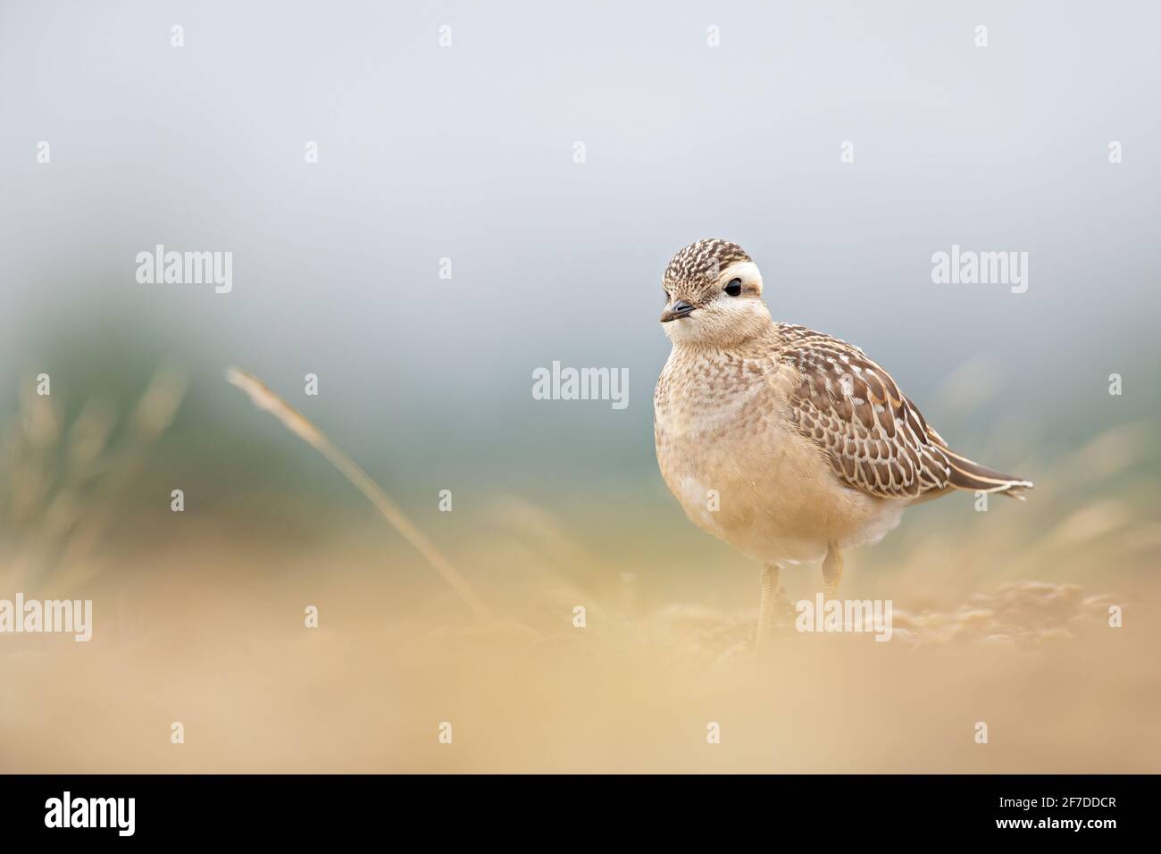 Ein eurasischer Dotterel (Charadrius morinellus), der durch die Heide der Niederlande zieht. Stockfoto