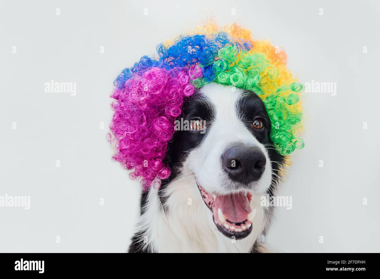 Niedlicher Welpe Hund mit lustigen Gesicht Grenze Collie trägt bunte Locken Clown Perücke isoliert auf weißem Hintergrund. Lustiges Hundeportrait im Clown Kostüm im Auto Stockfoto