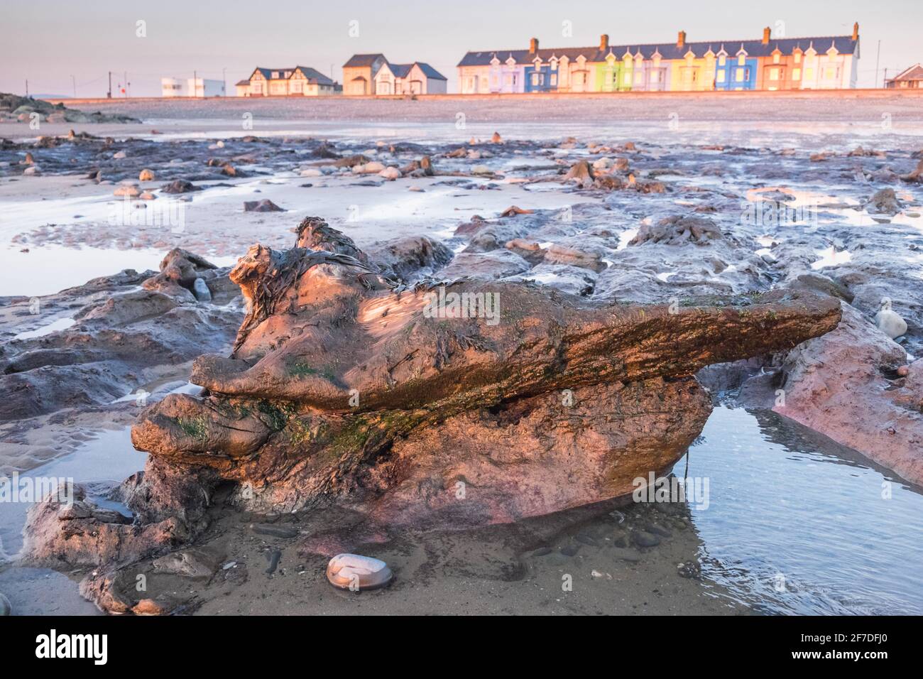 Borth,Unterwasserwald,Baumstümpfe,,bei,Sonnenuntergang,Sonnenuntergang,Borth Beach,Borth,Küste,Dorf,Urlaub,Resort,Norden,von,Aberystwyth,auf,Cardigan,Bucht,Küste,Küste,Küste,Ceredigion,Wales,Walisisch,Großbritannien,Großbritannien,Großbritannien,Großbritannien,Europa,EIN prähistorischer Wald, der vor mehr als 4,500 Jahren unter Wasser und Sand begraben wurde, kann bei Ebbe gesehen werden. Die versteinerten Bäume liegen zwischen Ynysias und Borth in Ceredigion County, Mid, West Wales. Stockfoto