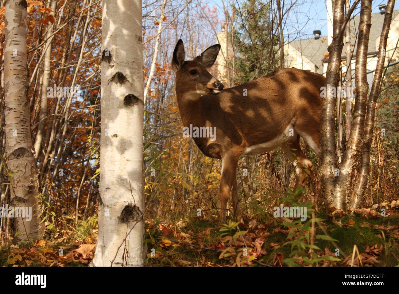Im Herbst 2017 wandert ein junger Hirsch unter Birkenbäumen in Mont Tremblant, Quebec, Kanada. Stockfoto