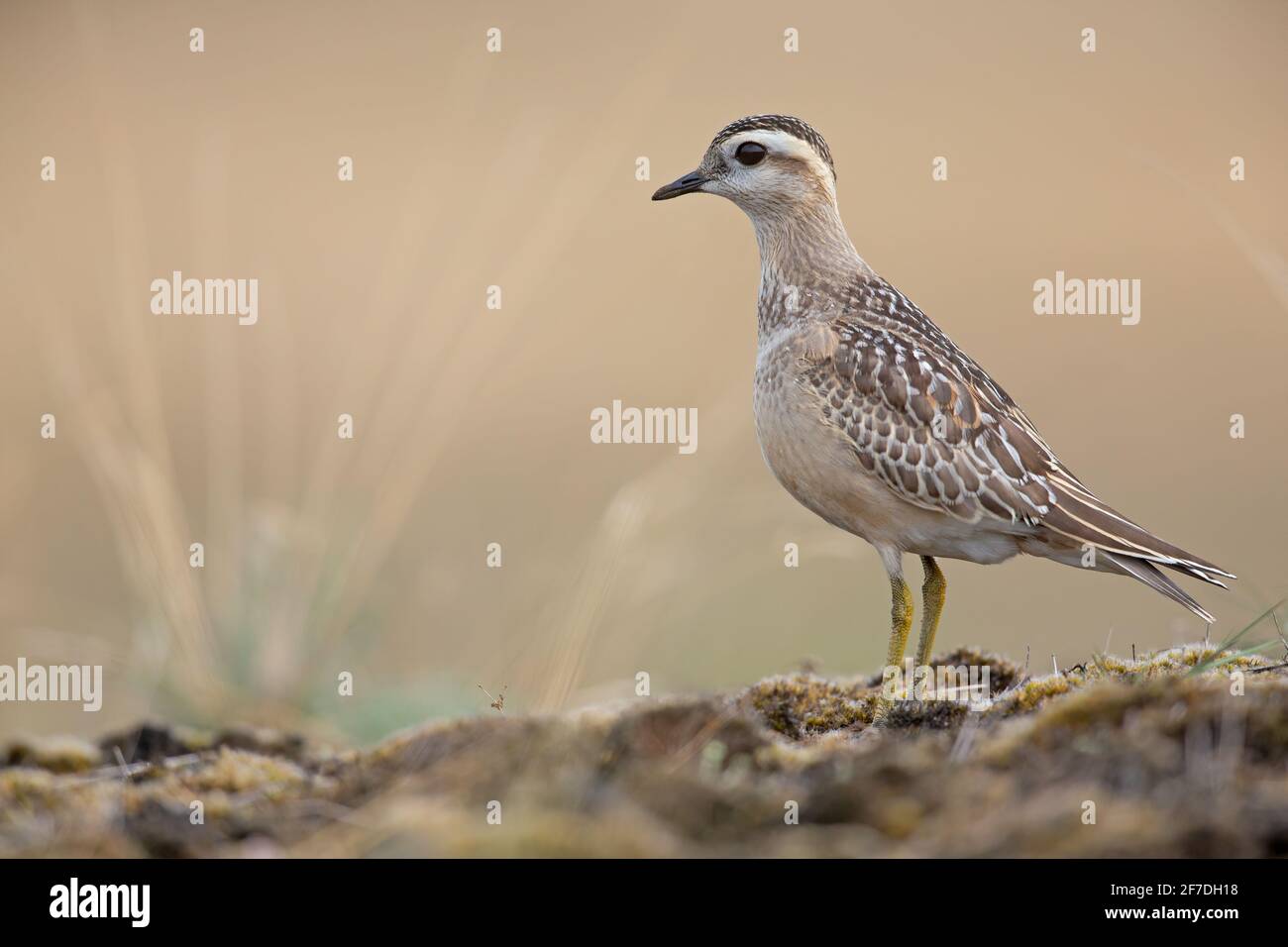 Ein eurasischer Dotterel (Charadrius morinellus), der durch die Heide der Niederlande zieht. Stockfoto