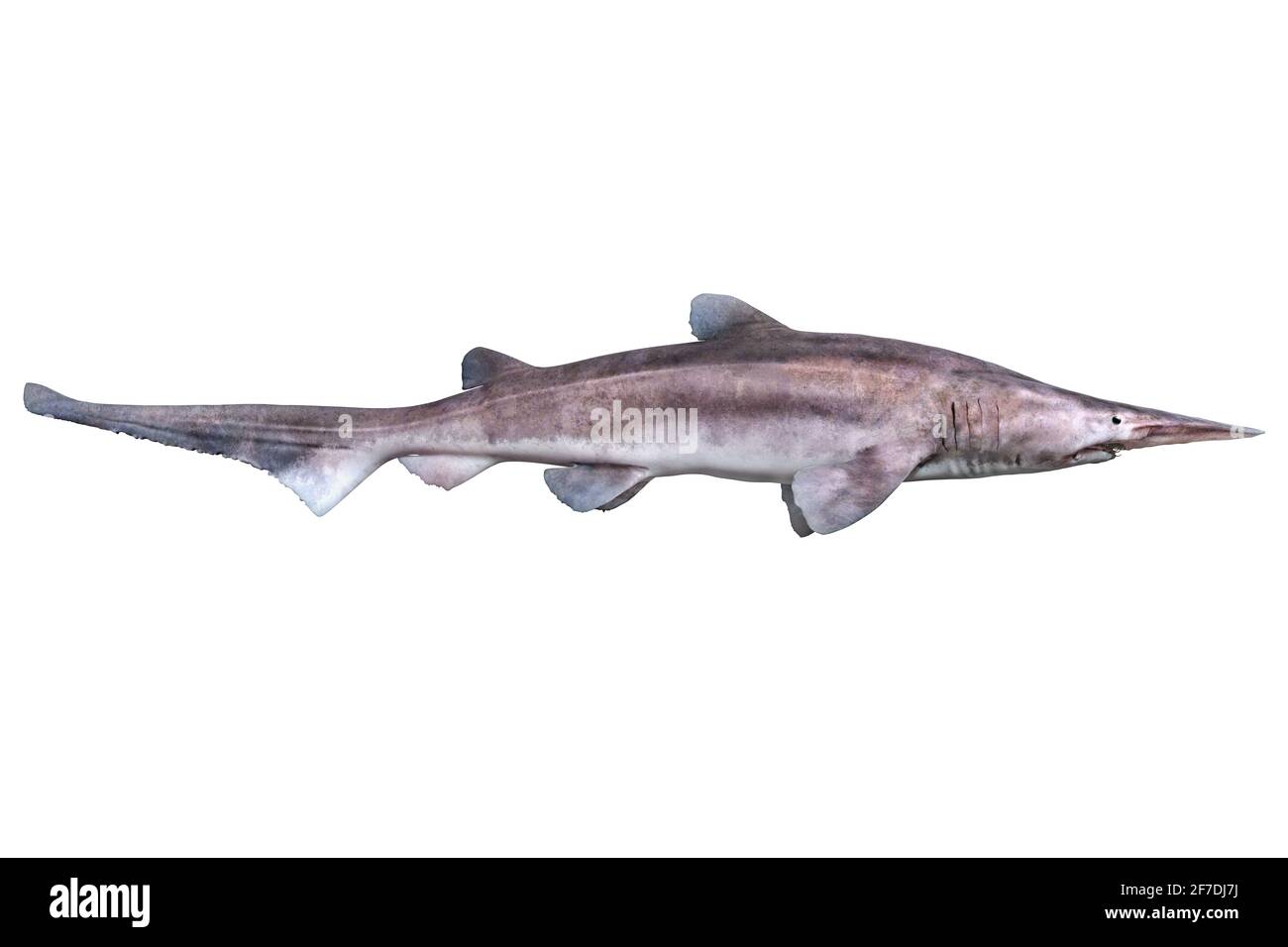 Tiefsee-Kobold-Hai, Mitsukurina owstoni, auf weißem Hintergrund Stockfoto