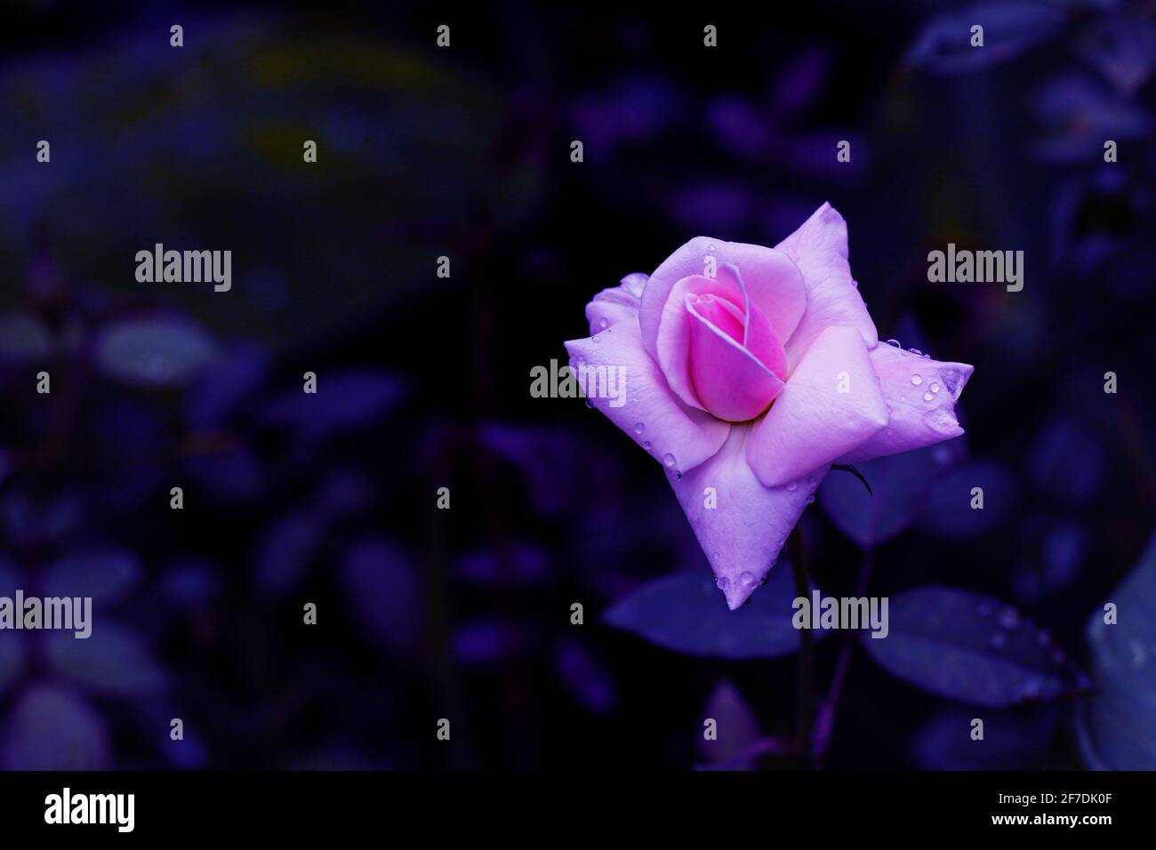 Rosa Rosenblüte mit blauem Hintergrund Rosenblätter. Rosen blühen im Freien. Speicherplatz kopieren. Stockfoto