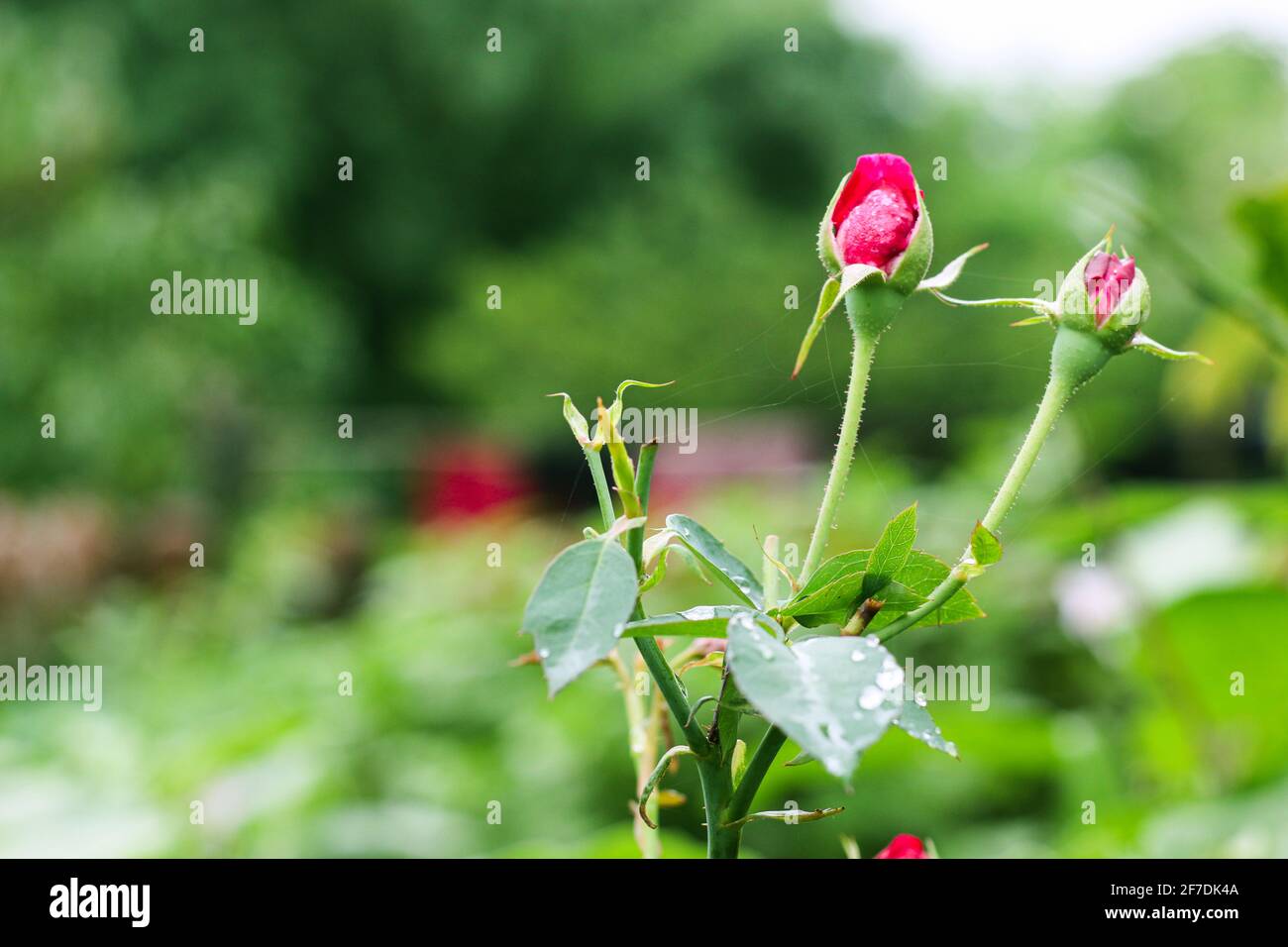 Rote Rosenblätter mit Regentropfen auf Rosenblättern im Hintergrund. Rosen blühen im Freien. Speicherplatz kopieren. Stockfoto