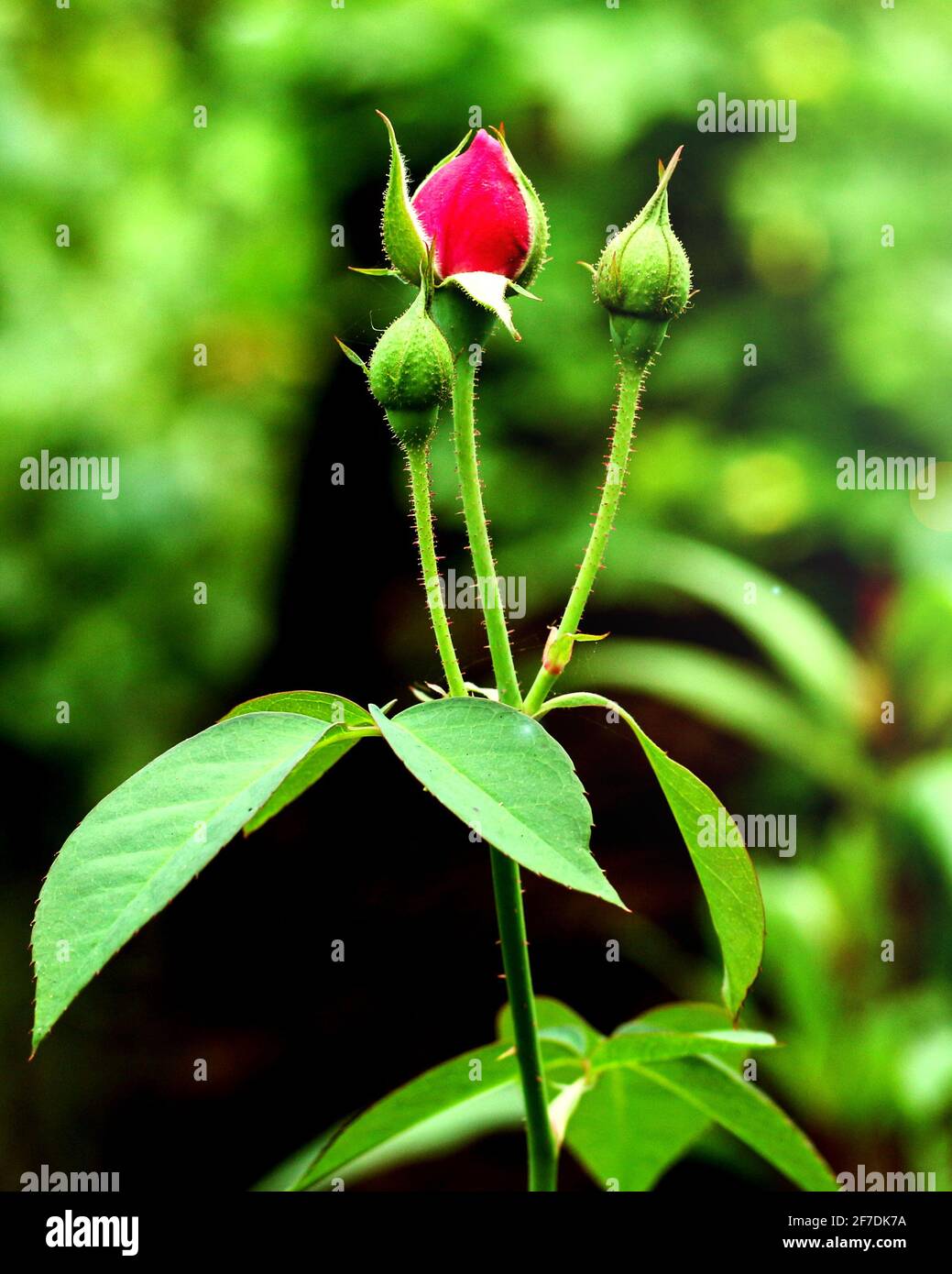 Rote Rosenblätter mit Sonneneinstrahlung auf Rosenblättern im Hintergrund. Rosen blühen im Freien. Speicherplatz kopieren. Stockfoto