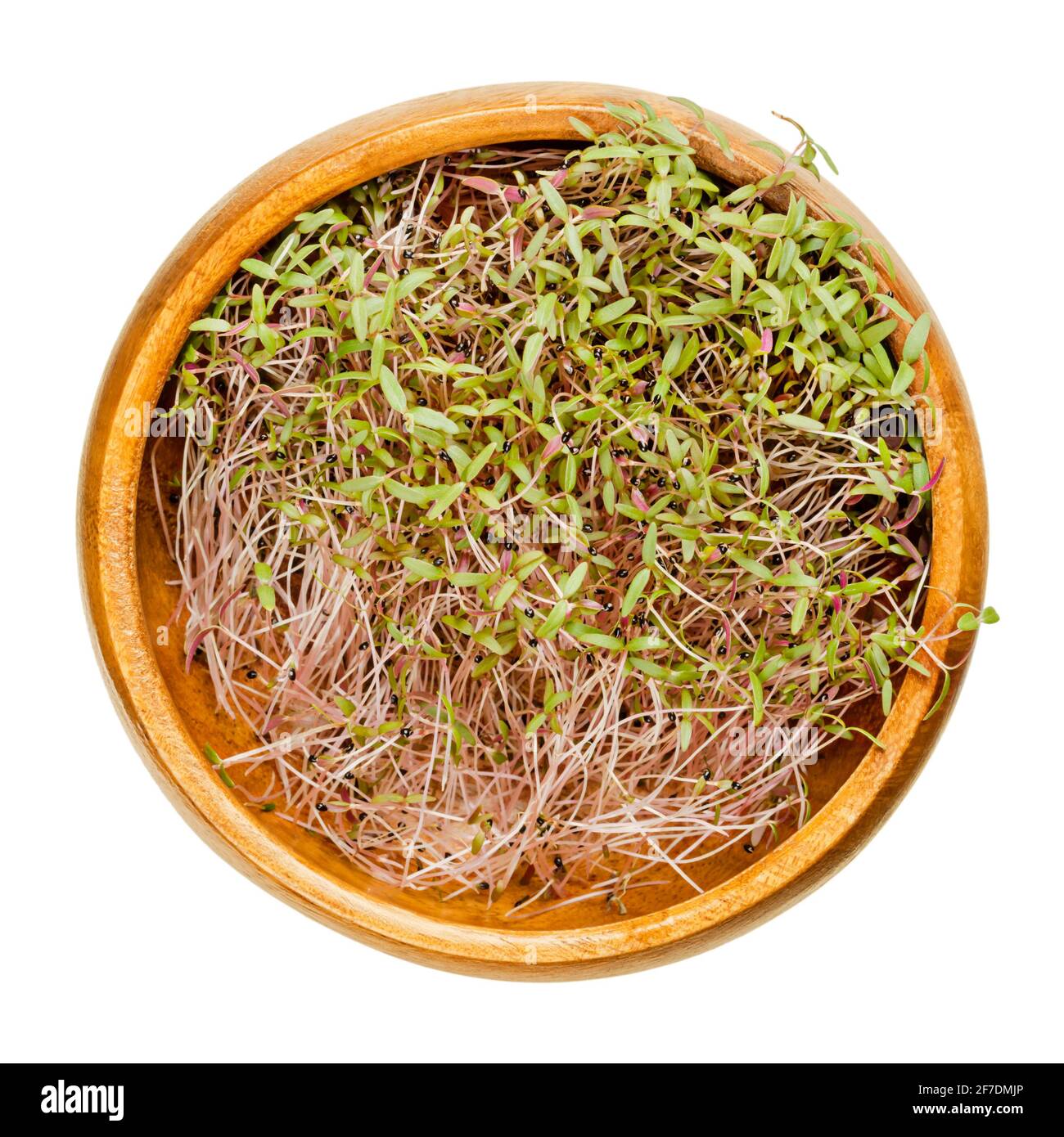 Amaranth-Sprossen in Holzschüssel. Bereit Amaranthus Microgreens zu essen. Grüne Triebe, Sämlinge, junge Pflanzen und Blätter, als Beilage oder Zutat verwendet. Stockfoto