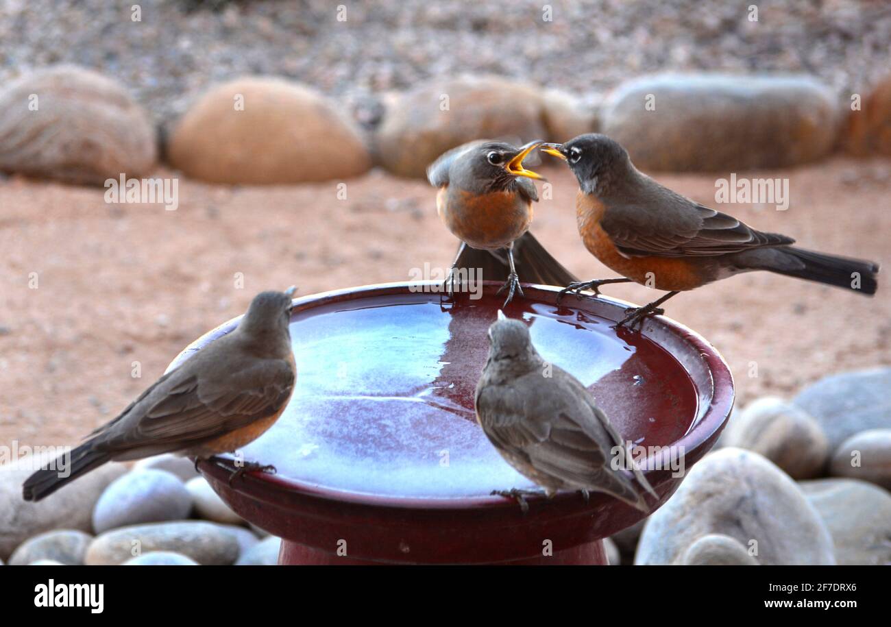 Robins trinken Wasser aus einem Hinterhof-Vogelbad in Santa Fe, New Mexico. Stockfoto