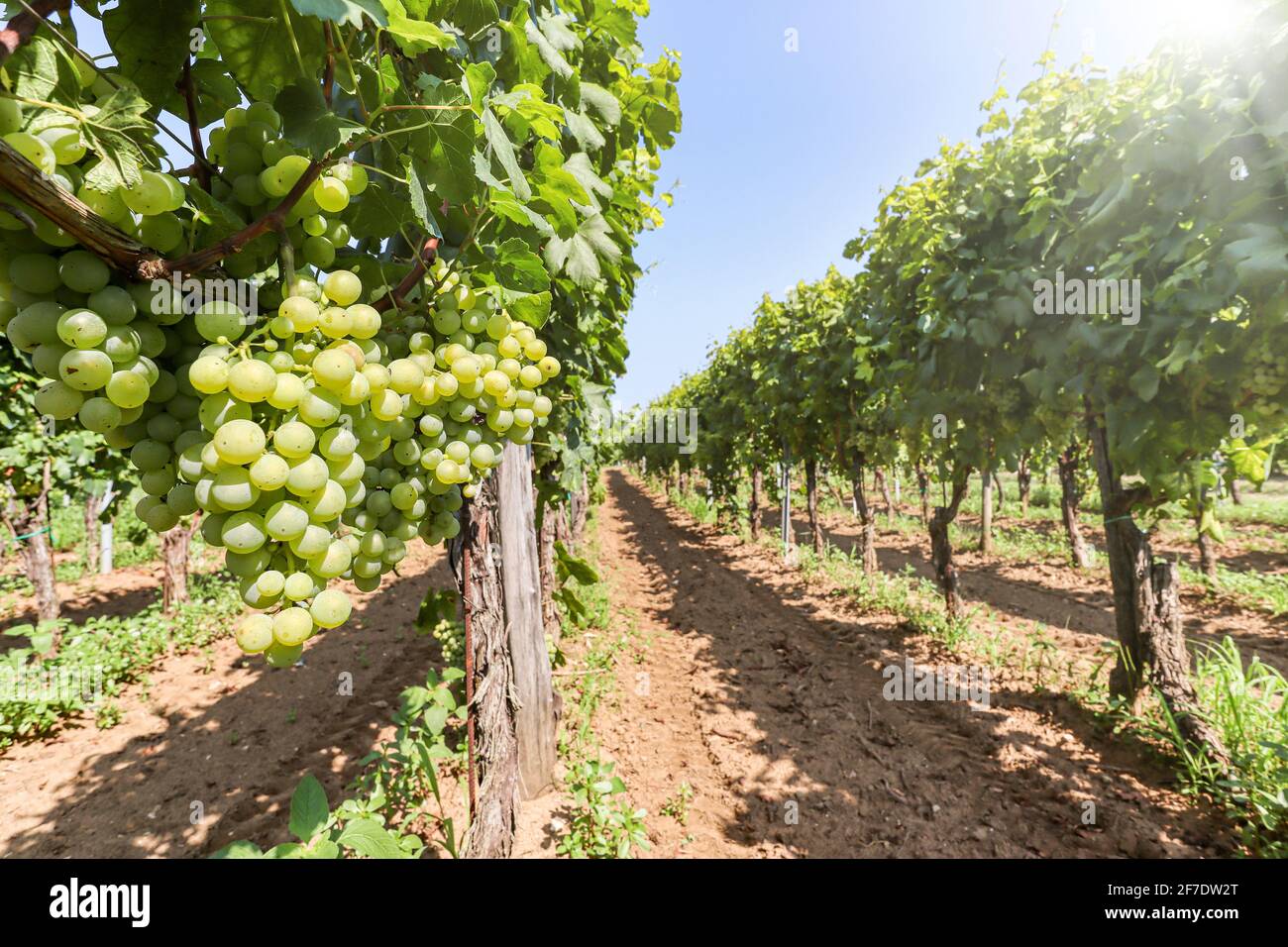 Weißweintrauben auf einem Weinberg in der Nähe eines Weingutes vor der Lese, Weinproduktion in der toskana, Italien Europa Stockfoto