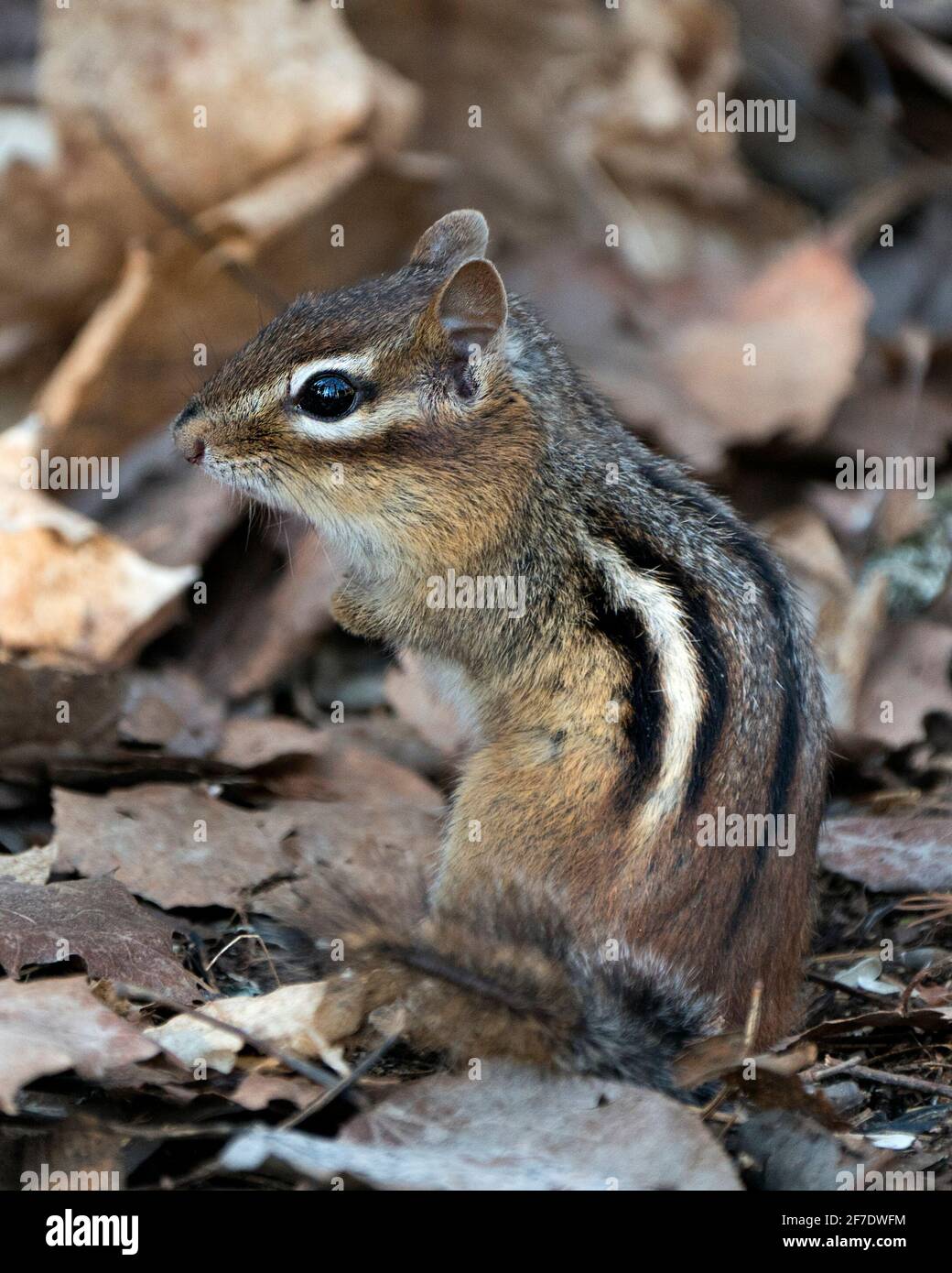 Streifenhörnchen Nahaufnahme Profil Seitenansicht sitzt auf einem braunen Blätter mit einem unscharfen Hintergrund in seiner Umgebung und Lebensraum. Bild. Bild. Hochformat. Foto. Stockfoto