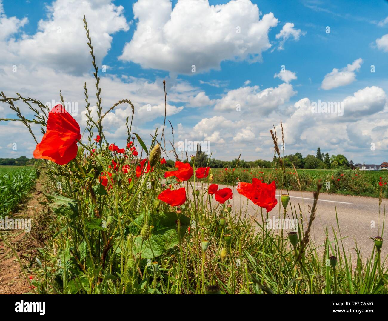 Blühende Mohnblumen auf den Feldern der Fliederblumen. Hummeln, Sonne, Frühling, Natur. Frankreich Stockfoto