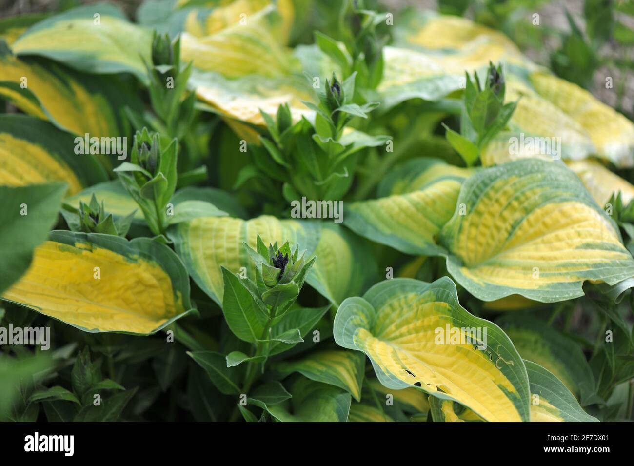 Die bunte Hosta Orange Marmalade mit gelbgrünem Laub wächst zusammen mit dem europäischen blaustar (Amsonia orientalis) an einer Blumengrenze in einem Garten Stockfoto