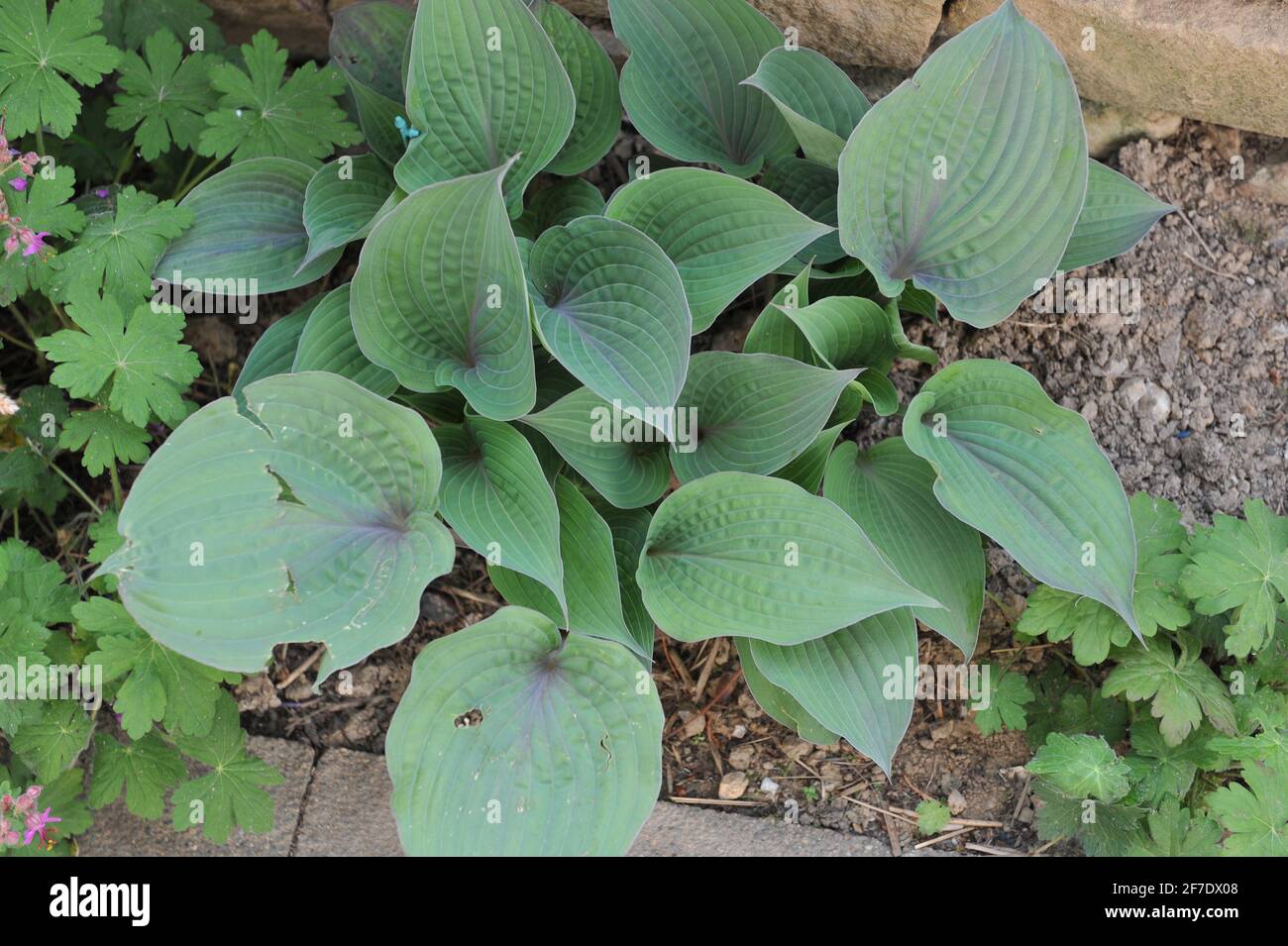 Laub von Hasta Purple Haze, im Mai durch Hagel in einem Garten zerstört Stockfoto