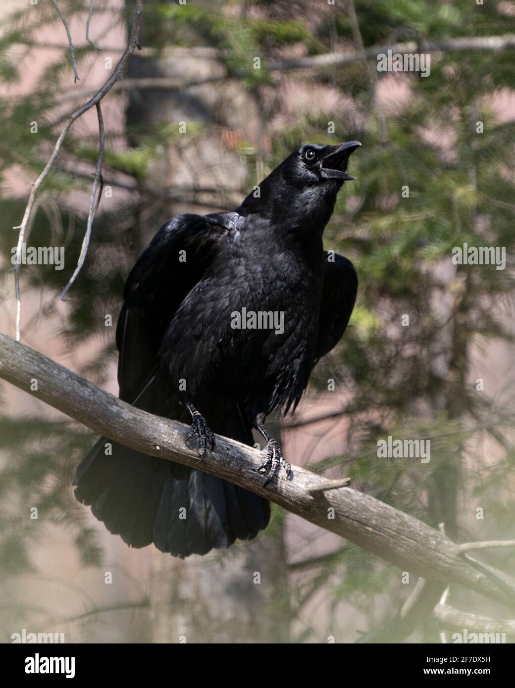 Raven thronte auf einem Baumzweig mit einem verschwommenen Waldhintergrund in seiner Umgebung und seinem Lebensraum und zeigte einen offenen Schnabel, schwarzes Federgefieder. Bild. Stockfoto Raven thronte auf einem Baumzweig mit einem verschwommenen Waldhintergrund in seiner Umgebung und seinem Lebensraum und zeigte einen offenen Schnabel, schwarzes Federgefieder. Bild. Stockfoto