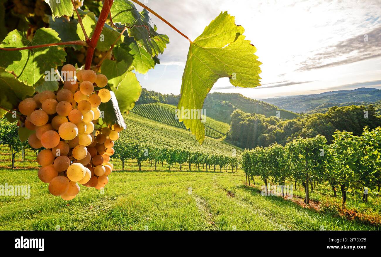 Alte Weinberge mit Weißweintrauben in der Toskana Weinregion in der Nähe eines Weingutes vor der Ernte im Herbst, Italien Europa Stockfoto