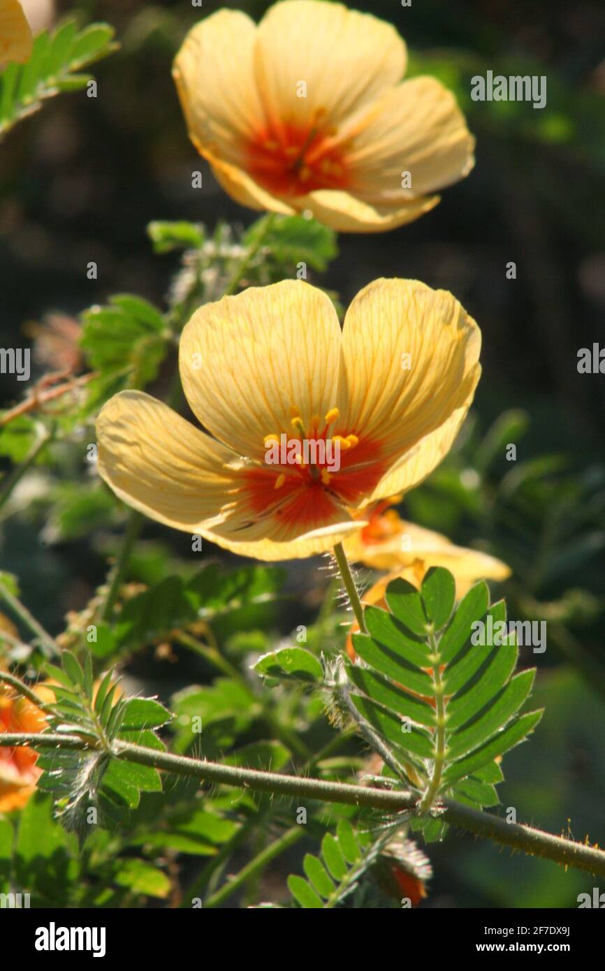 Wilde Vegetation. Die Schönheit einer Blume wurde auf der Seite der Autobahn nach Guaymas am Santa Clara Freizeitpark festgehalten. (Foto von Luis Gutierrez / Norte Photo) Vegetación Silvestre. La belleza de una flor fue captada a la orilla de la carretera a Guaymas pasando el parque recreativo Santa Clara. (Foto von Luis Gutierrez / Norte Photo) Stockfoto