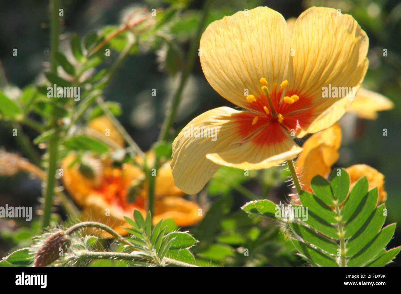 Wilde Vegetation. Die Schönheit einer Blume wurde auf der Seite der Autobahn nach Guaymas am Santa Clara Freizeitpark festgehalten. (Foto von Luis Gutierrez / Norte Photo) Vegetación Silvestre. La belleza de una flor fue captada a la orilla de la carretera a Guaymas pasando el parque recreativo Santa Clara. (Foto von Luis Gutierrez / Norte Photo) Stockfoto