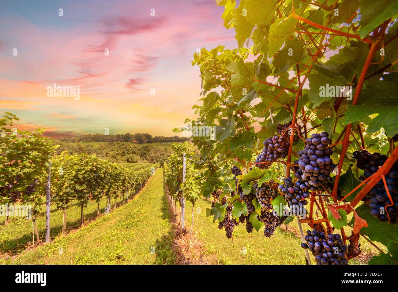 Sonnenuntergang über Weinberge mit roten Weintrauben im Spätsommer Stockfoto