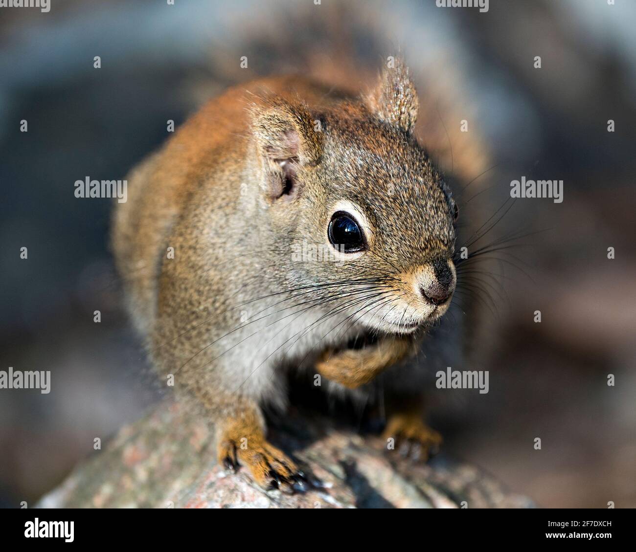 Eichhörnchen Kopf Nahaufnahme Vorderansicht auf einem Felsen mit einem unscharfen Hintergrund in seiner Umgebung und Lebensraum sitzen. Bild. Bild. Hochformat. Stockfoto