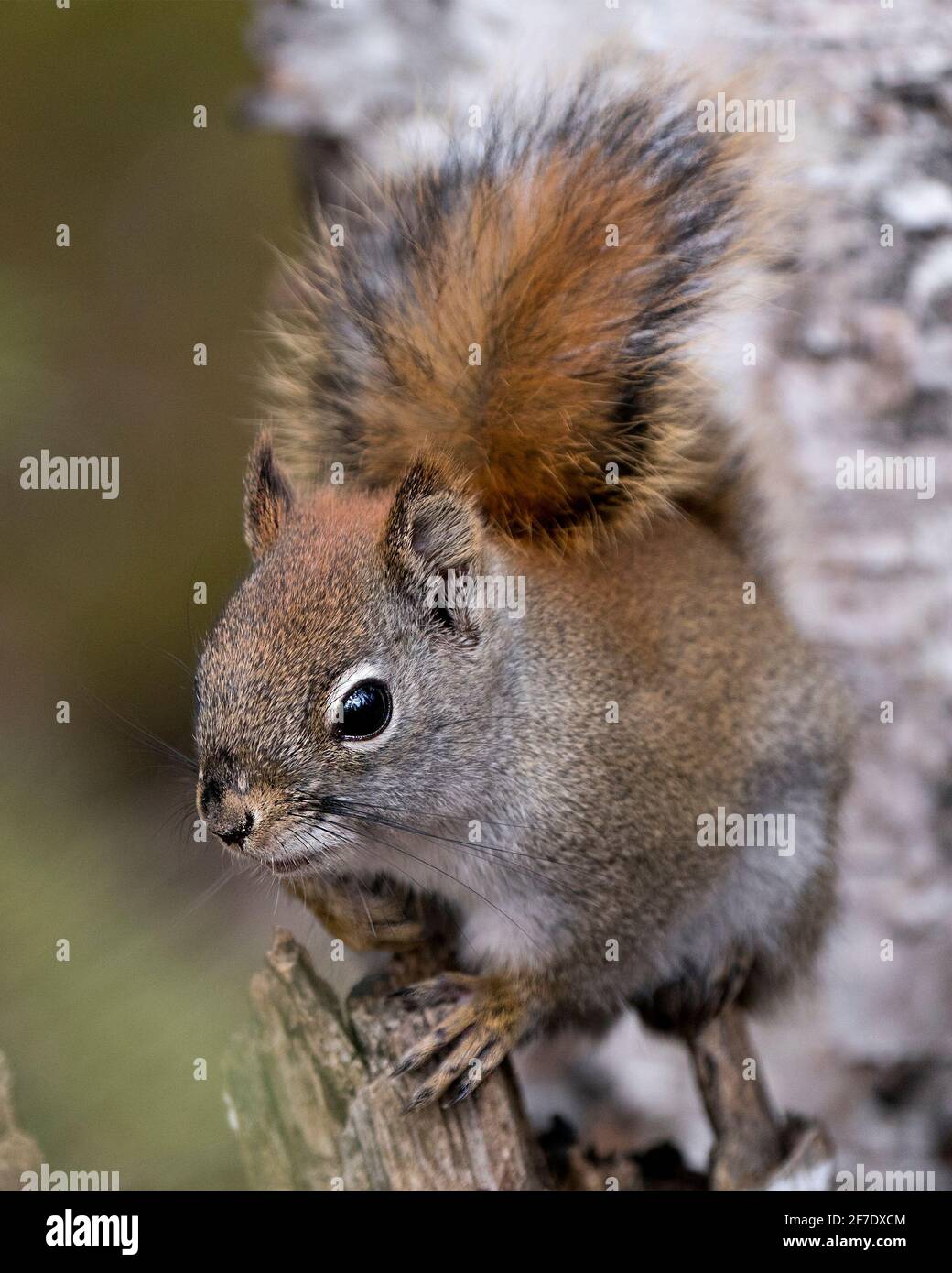 Eichhörnchen Kopf Nahaufnahme Vorderansicht sitzt auf einem Baumstumpf mit einem verschwommenen Hintergrund in seiner Umgebung und Lebensraum mit buschigen Schwanz, braunem Fell. Stockfoto