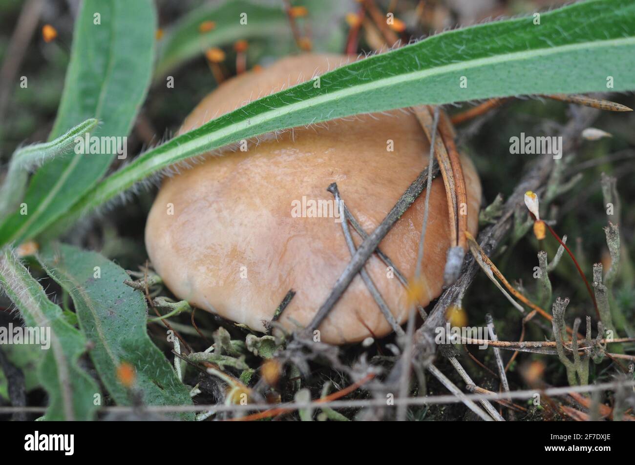 Schöne Pilze von Boletus, die in Nadelwäldern wachsen. Pilze zwischen Kiefernnadeln. Boletus - essbarer Pilz. Pilz in der natürlichen Umgebung Stockfoto