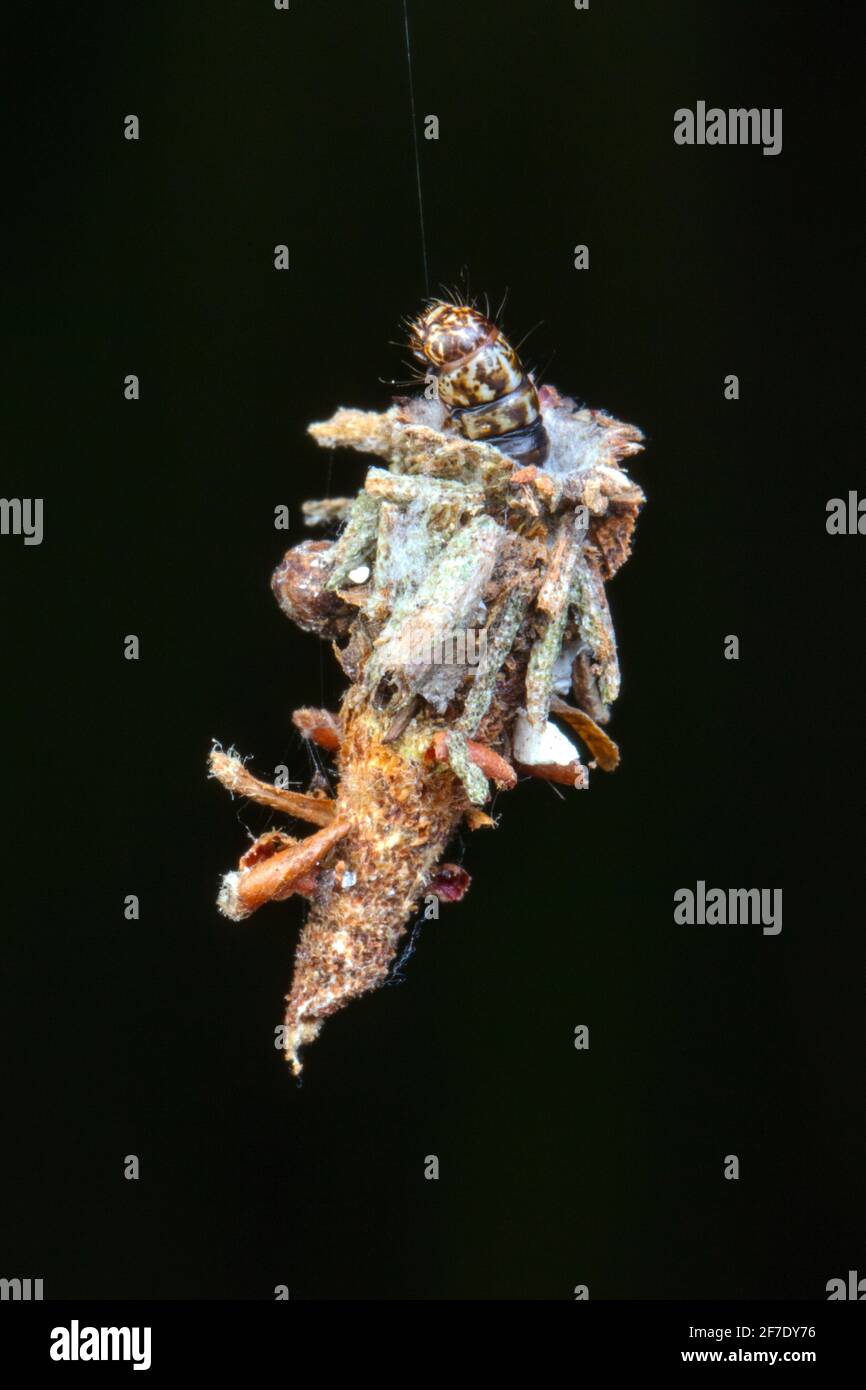 Eine Bagworm Moth, Thyridopteryx ephemeraeformis, Larven, die von einem Seidenfaden aufgehängt sind. Stockfoto