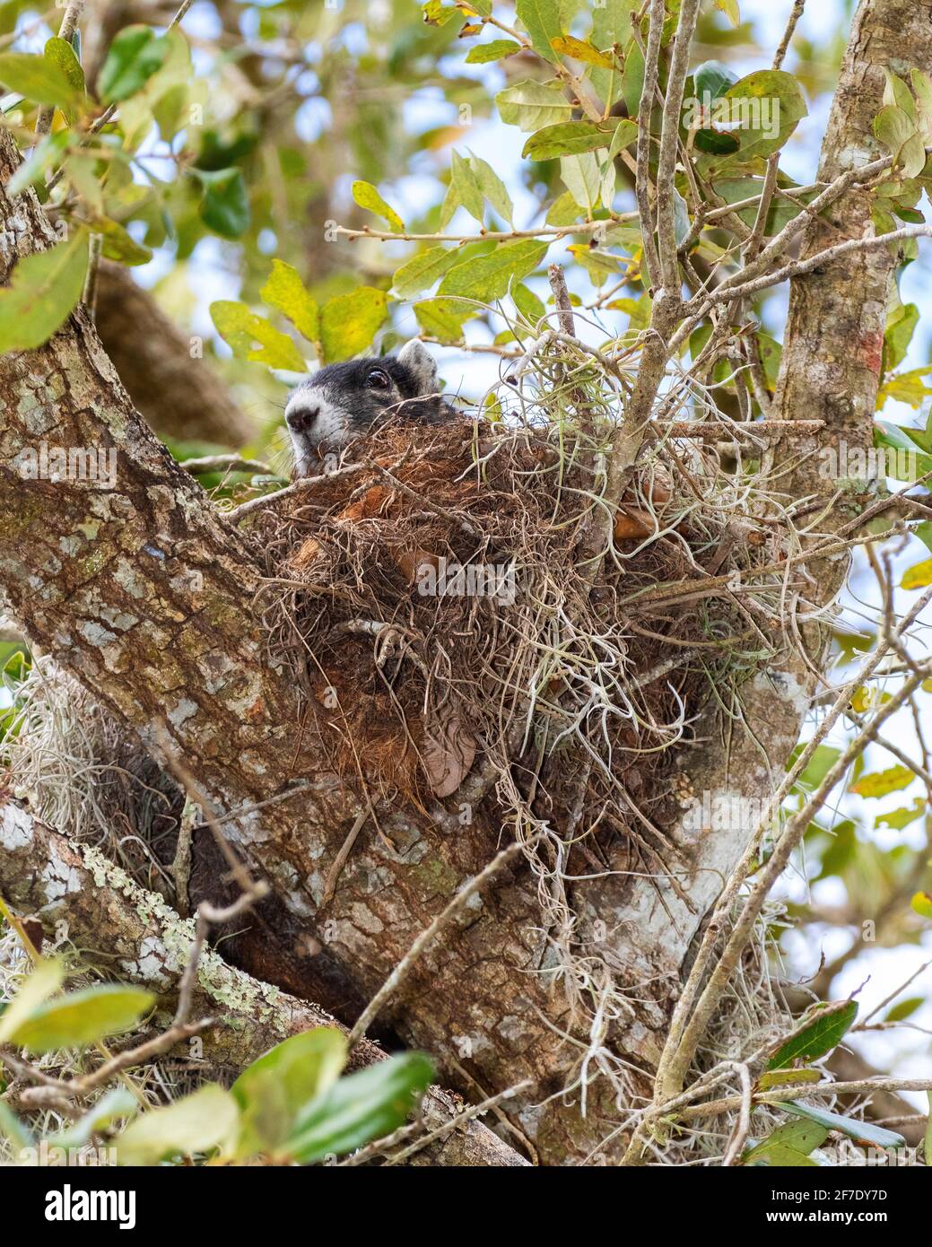 Ein großes Zypressenfuchs-Eichhörnchen, Sciurus niger avicennia, auf einer lebenden Eiche. Stockfoto