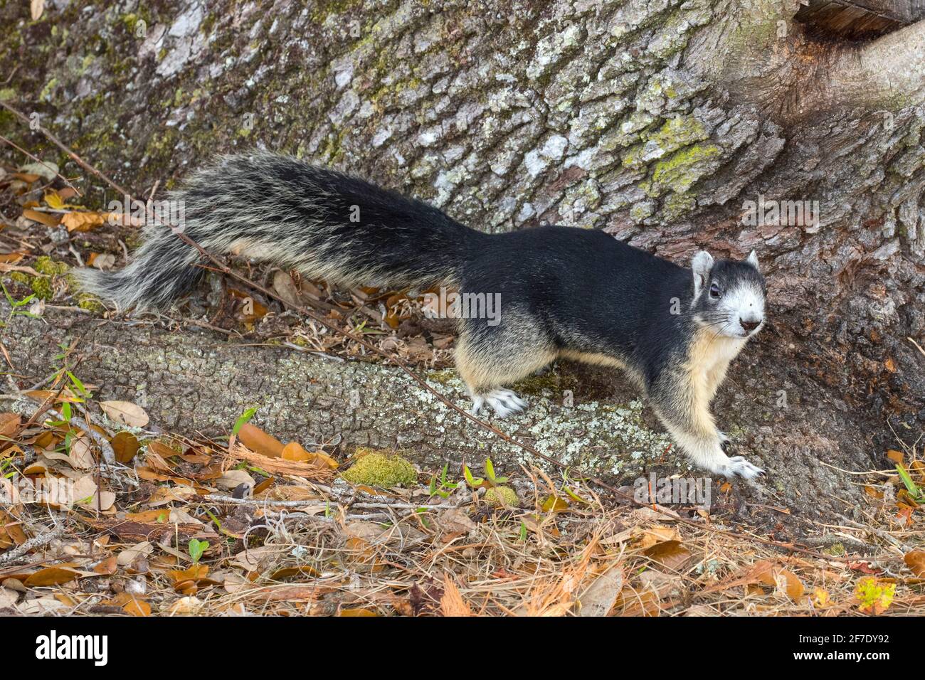 Ein großes Zypressenfuchs-Eichhörnchen, Sciurus niger avicennia, auf einer lebenden Eiche. Stockfoto