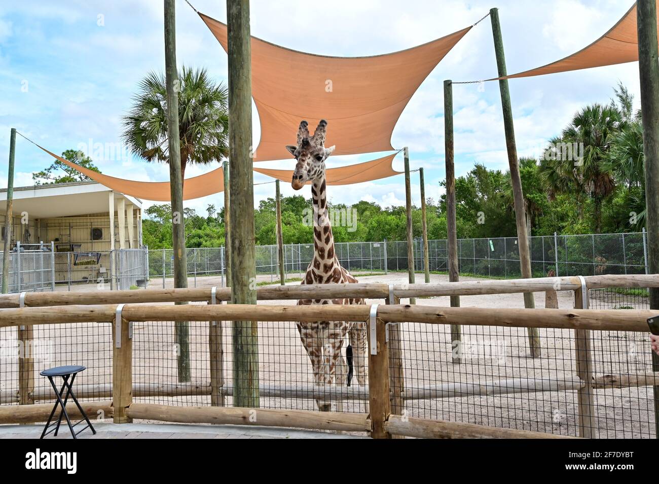 Giraffen-Junggesellen, die im Zoo und Konservatorium von Neapel zu sehen sind, können Besucher Giraffen in Naples, Florida, füttern, 20. November 2020 Foto von Jennifer Graylock-Graylock.com Stockfoto