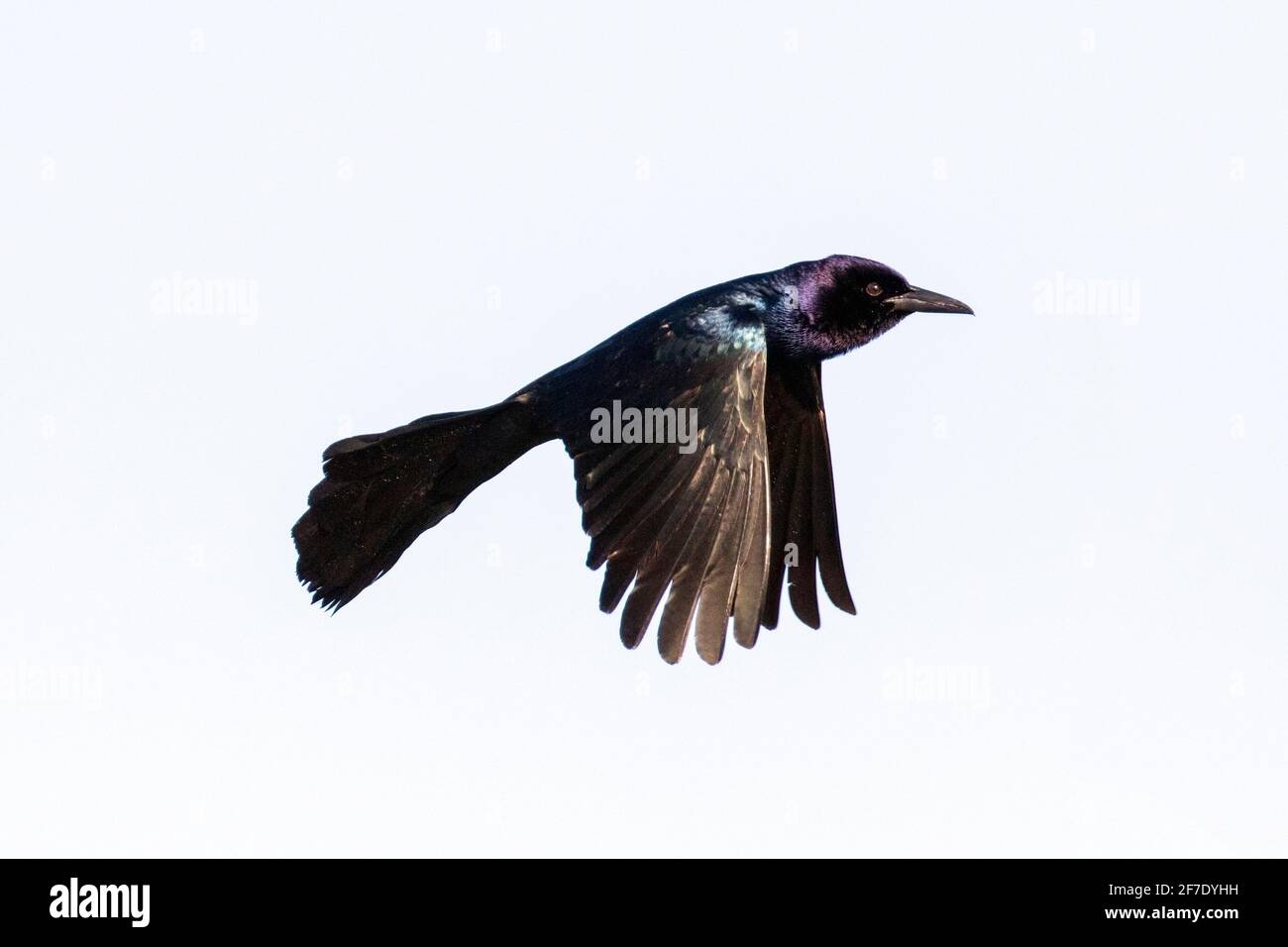 Ein Bootsschwanzgrackle, Quiscalus major, fliegend. Stockfoto