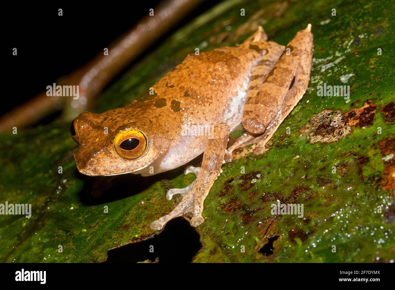 Leptomantis (Rhacophorus) belalongensis im natürlichen Lebensraum, endemischer Frosch aus Brunei Borneo Stockfoto