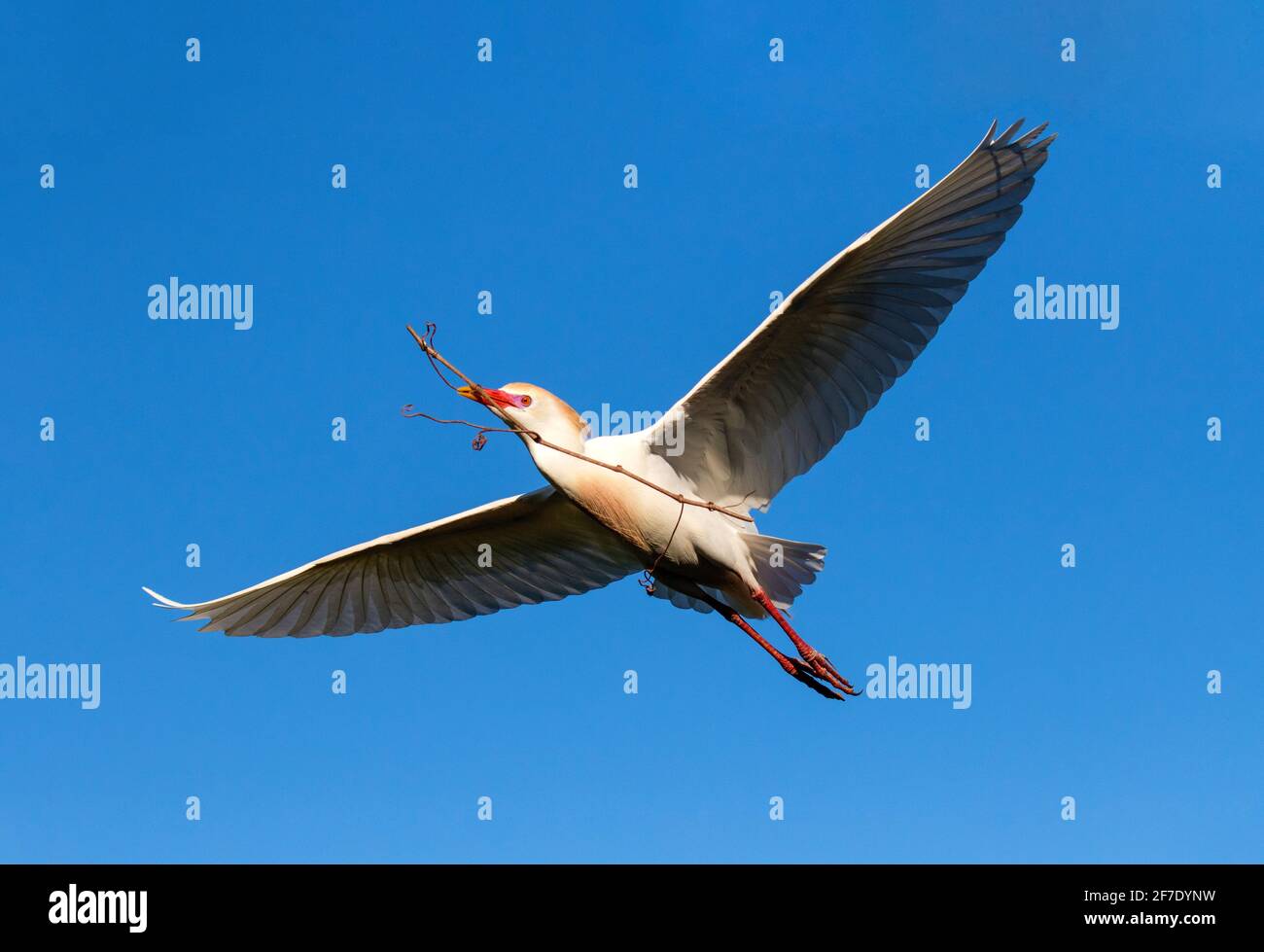 Ein Kuhreiher, Bubulcus ibis, der mit Nistmaterial fliegt. Stockfoto