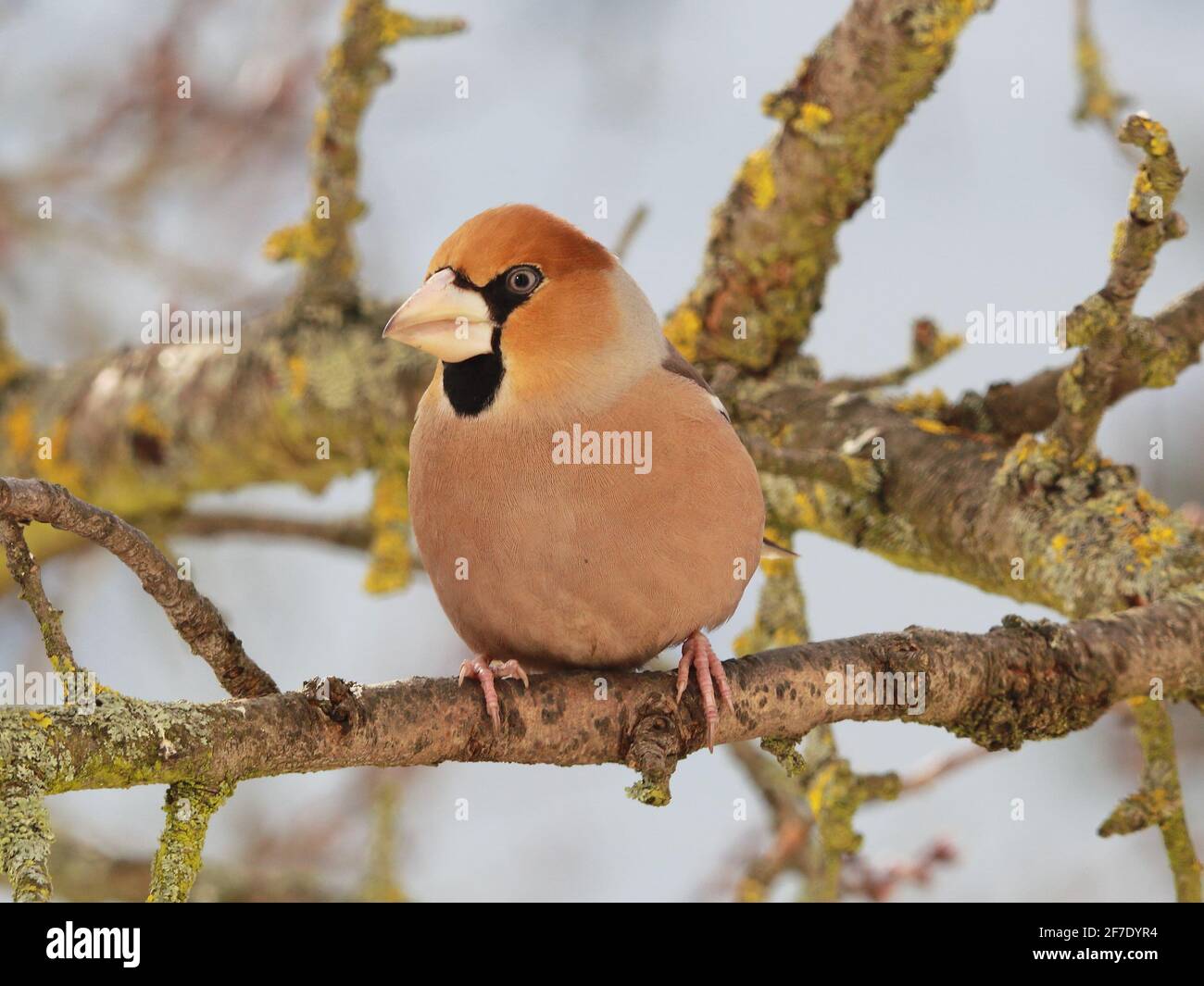 Vogelfimpel (Coccothraustes coccothraustes) auf dem Zweig Stockfoto