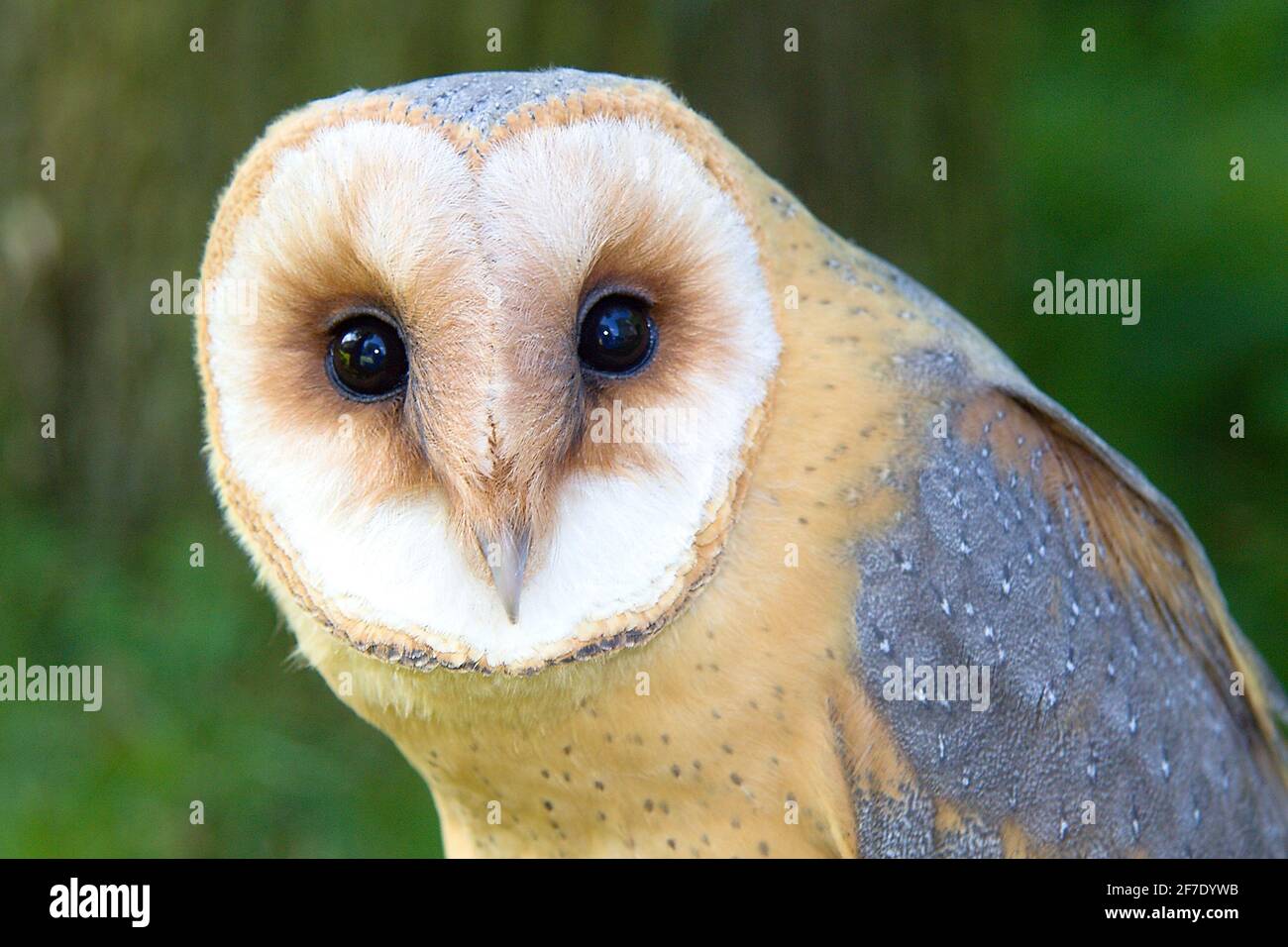 Kopf der westlichen Scheune Eule (Tyto alba) Stockfoto