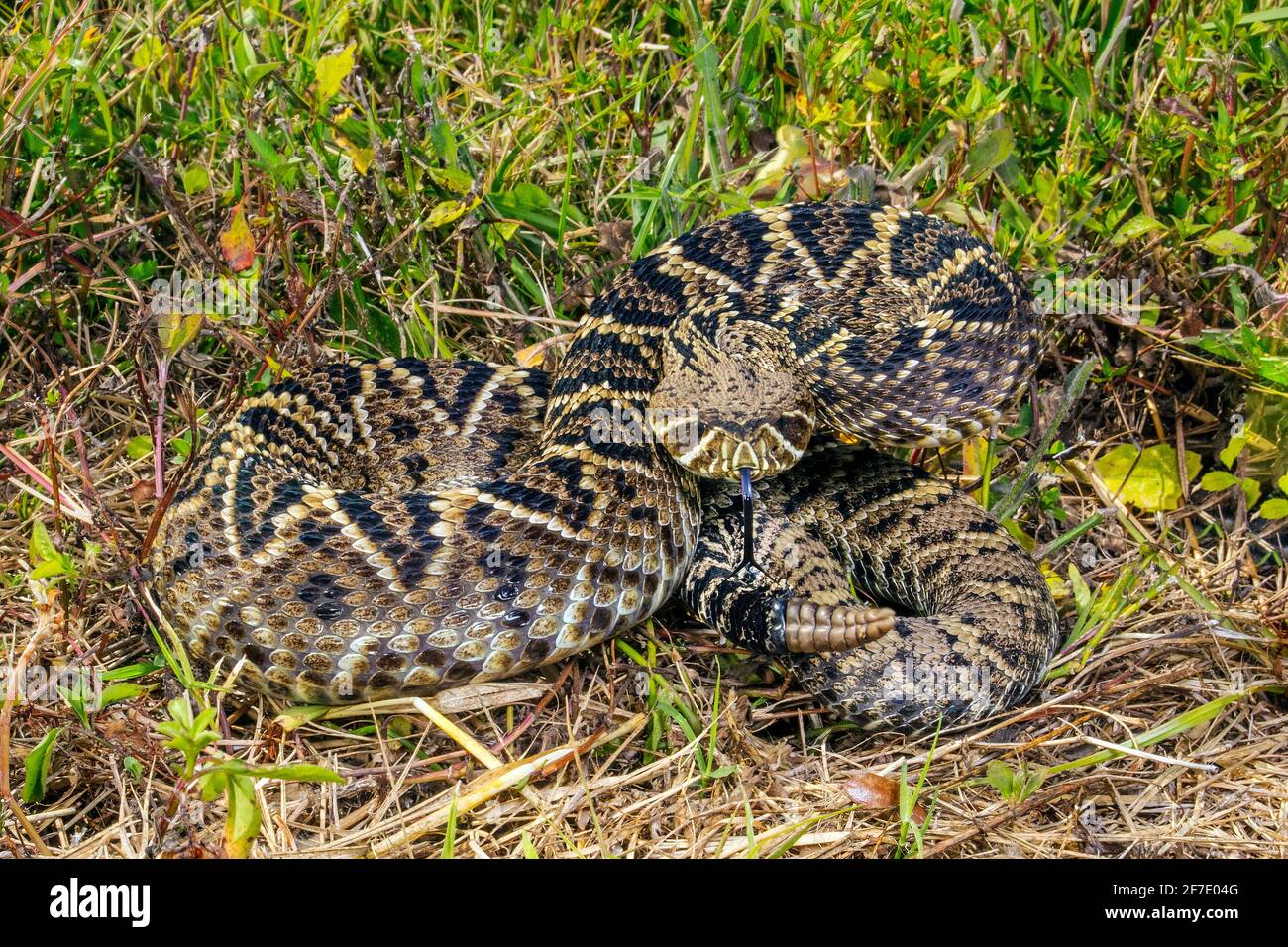 Eine östliche Diamantrücken-Klapperschlange, Crotalus adamanteus, in einer defensiven Haltung im Grasland. Stockfoto