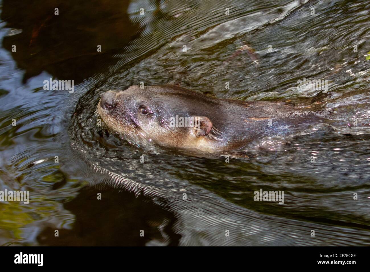 Ein nordamerikanischer Flussotter, Lontra canadensis, bewegt sich durch einen slough. Stockfoto