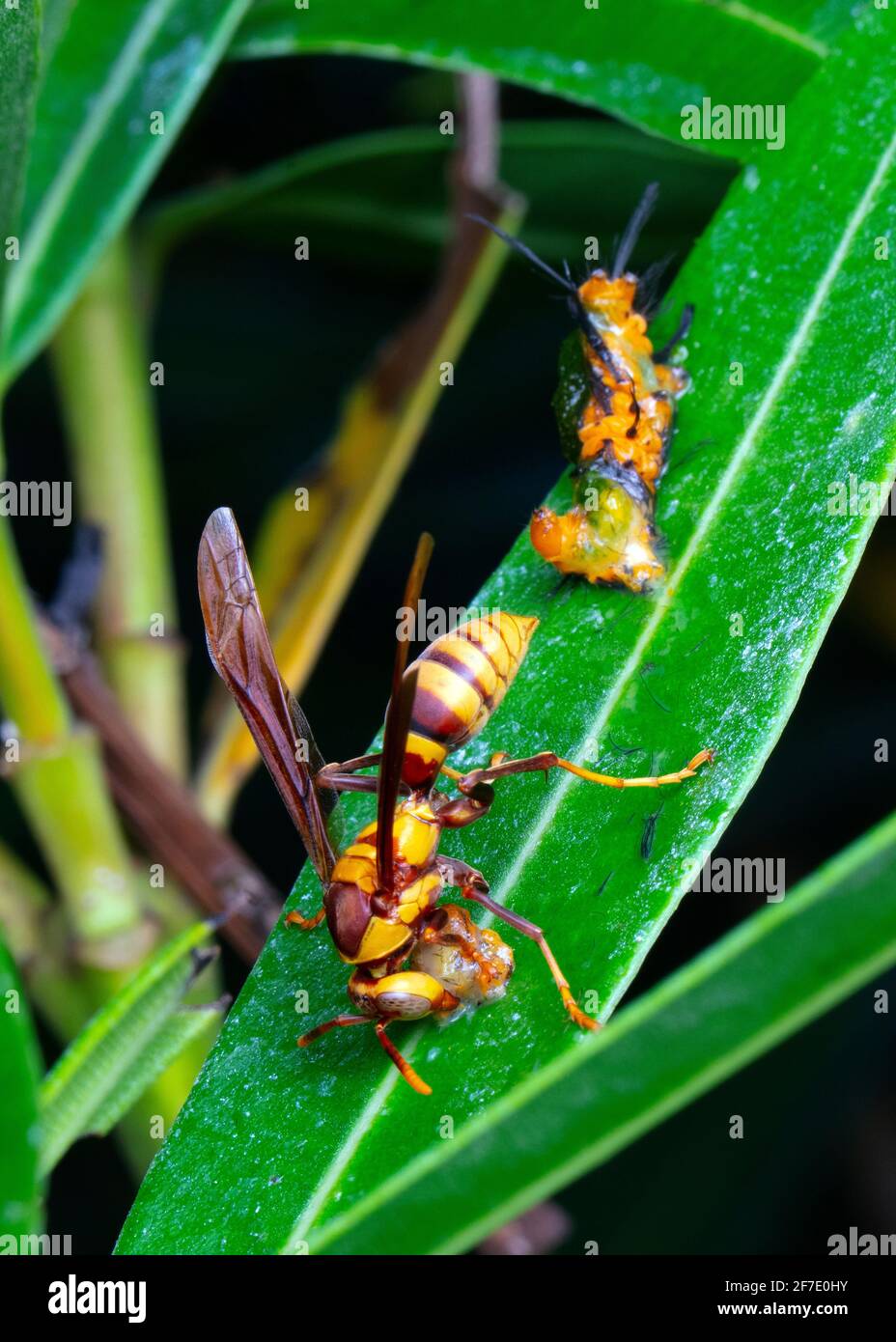 Polka Dot Wasp Moth, Oleander Moth, Syntomeida epilais, Raupe, von einer Papierwespe gegessen, Polistes. Stockfoto