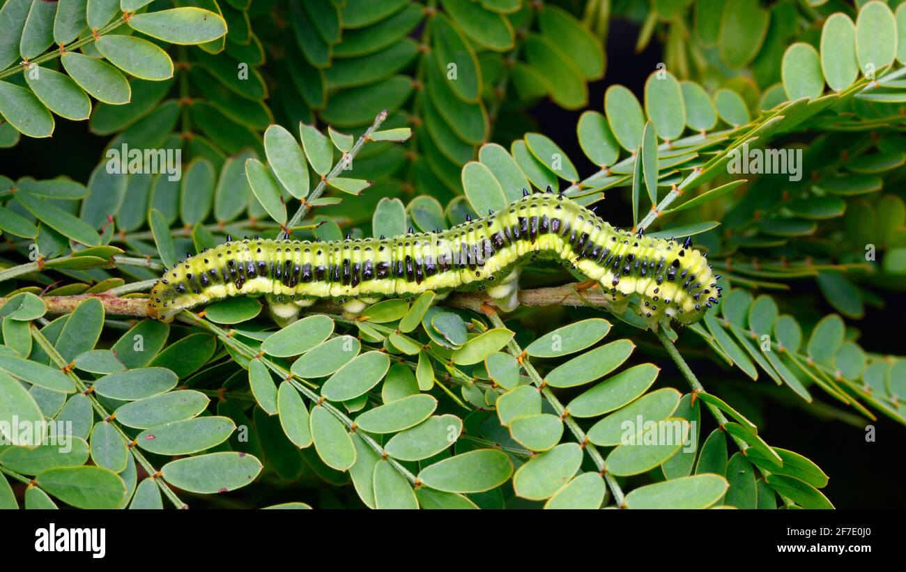 Ein orangefarbener Schwefel, Phoebis philea, ernährt sich von einem Hülsenfrüchte. Stockfoto