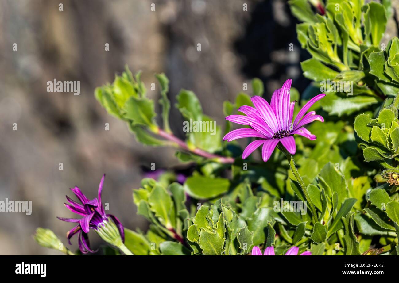 Lila Blüten wachsen im Frühjahr, mit grünen Blättern und grauem Hintergrund. Stockfoto