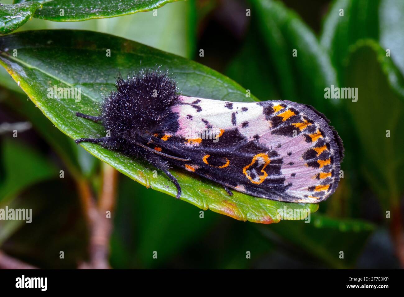 Eine spanische Motte, Xanthopastis timais, ruht auf einem Pflanzenblatt. Stockfoto